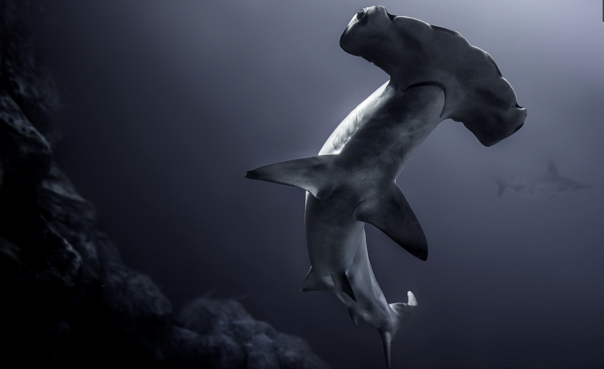 Hammerhead Wallpapers