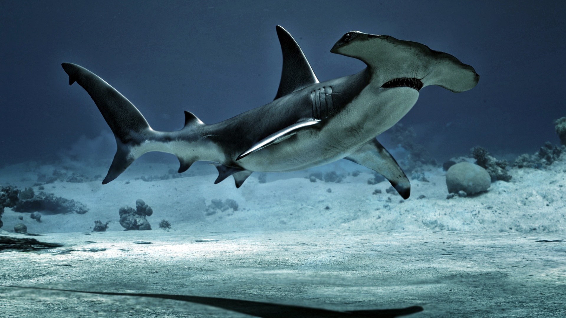 Hammerhead Wallpapers