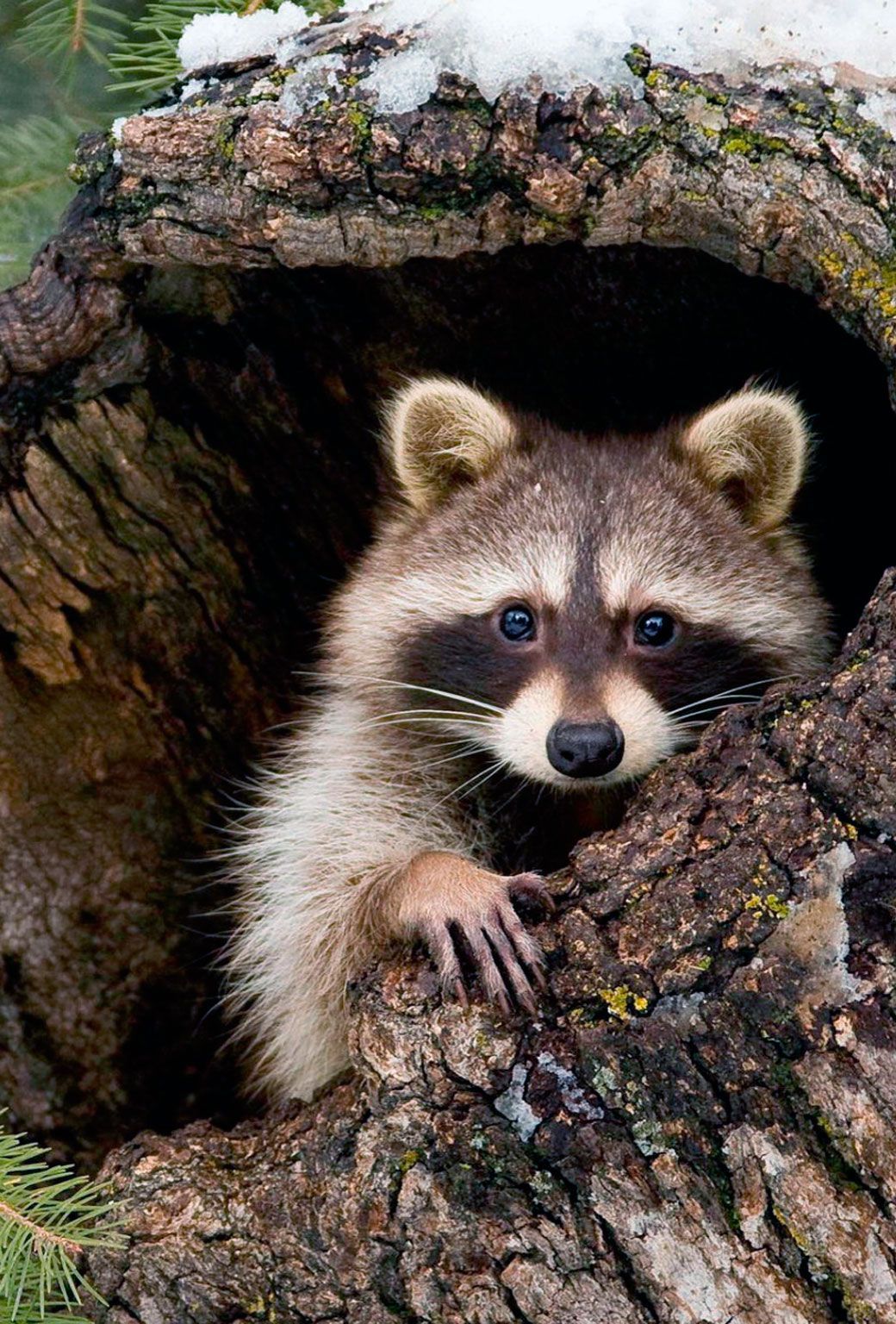 Little Raccoon In Forest Arwork Wallpapers