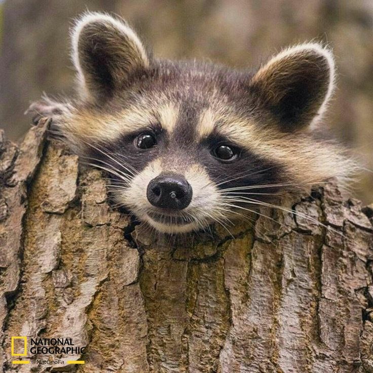 Little Raccoon In Forest Arwork Wallpapers