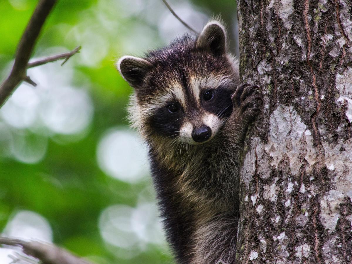 Little Raccoon In Forest Arwork Wallpapers