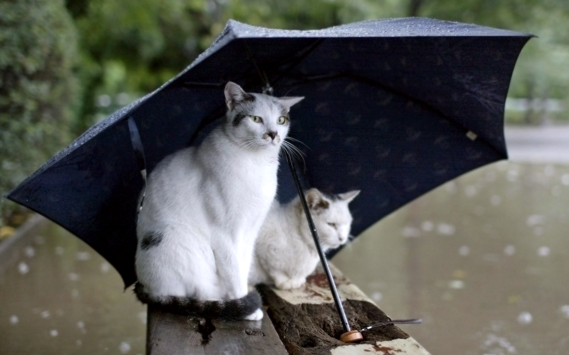 Lonely Cat In Rain 4K Wallpapers