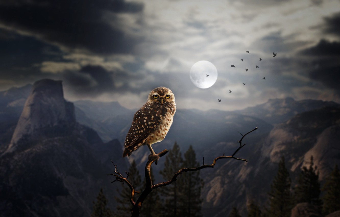 Owl Forest At Night Art Wallpapers