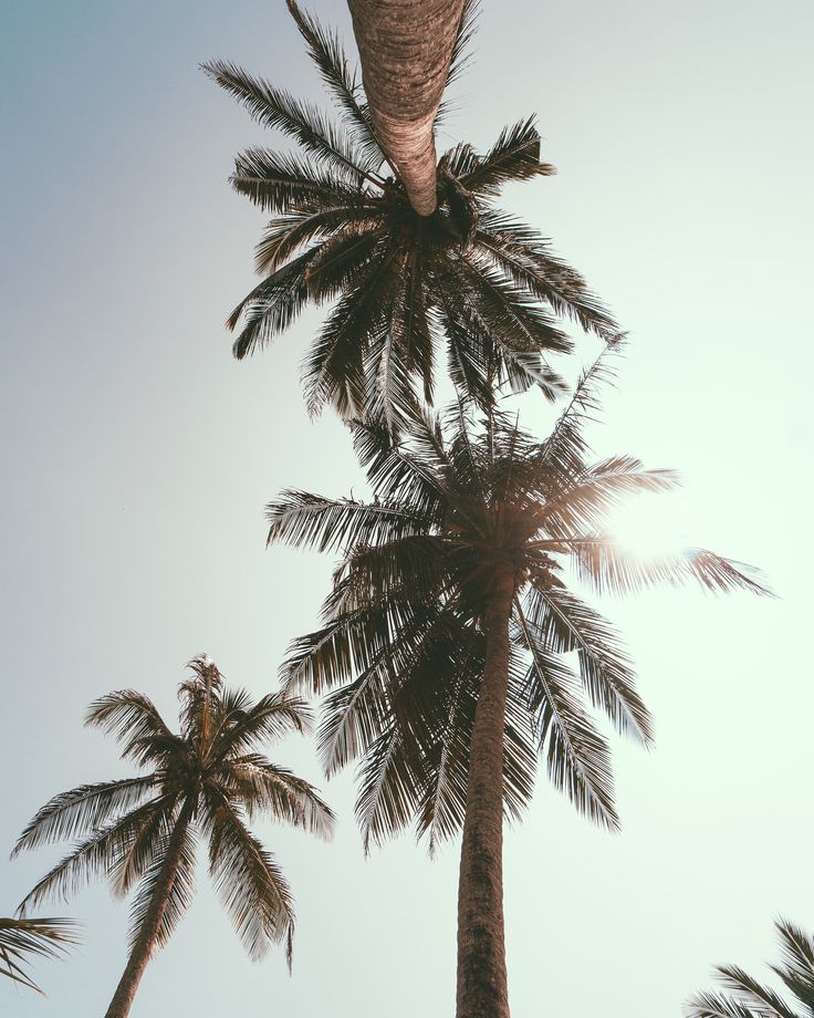 Palm Tree Beach Retro Wallpapers