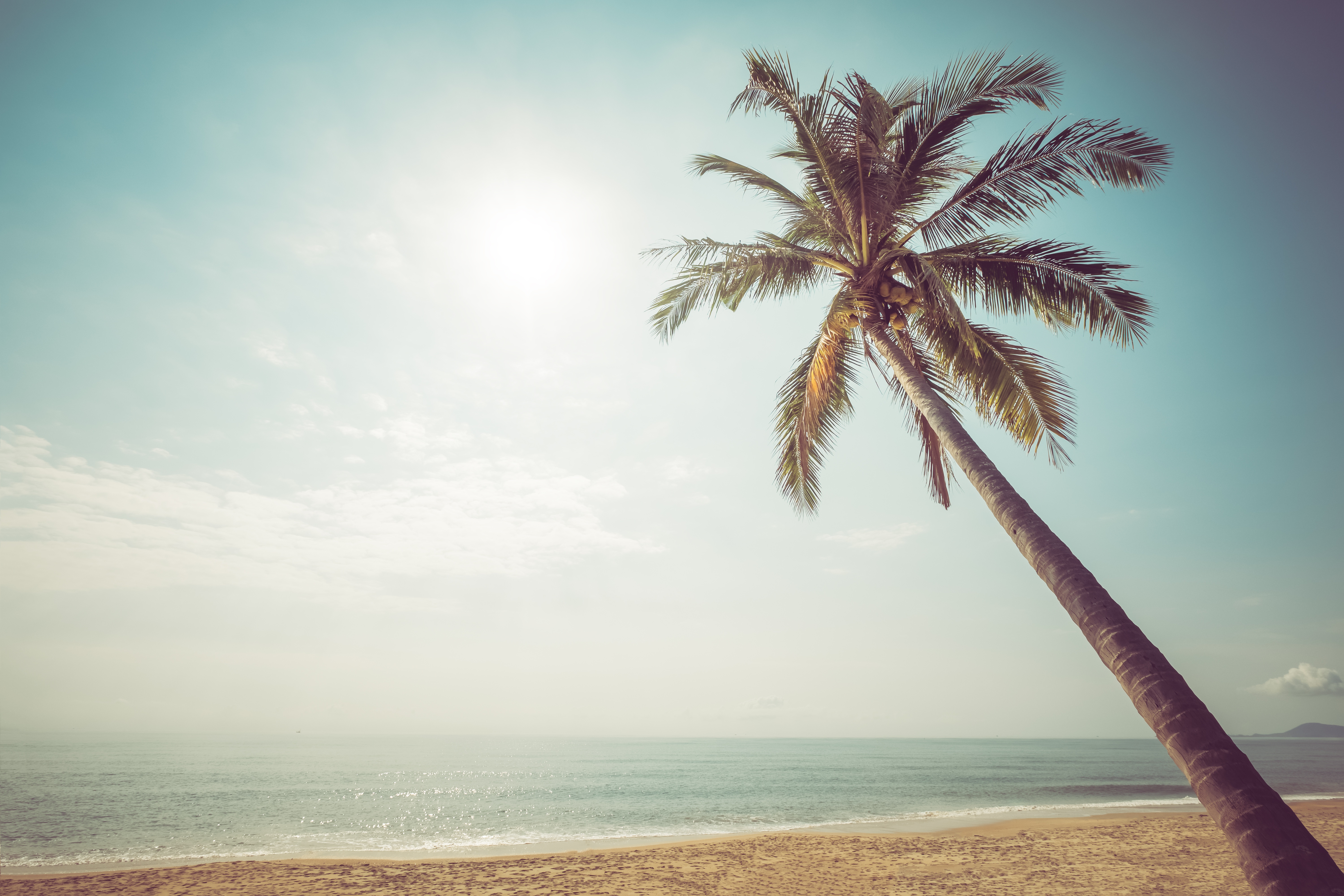 Palm Tree Beach Retro Wallpapers