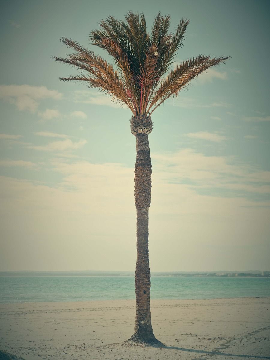 Palm Tree Beach Retro Wallpapers