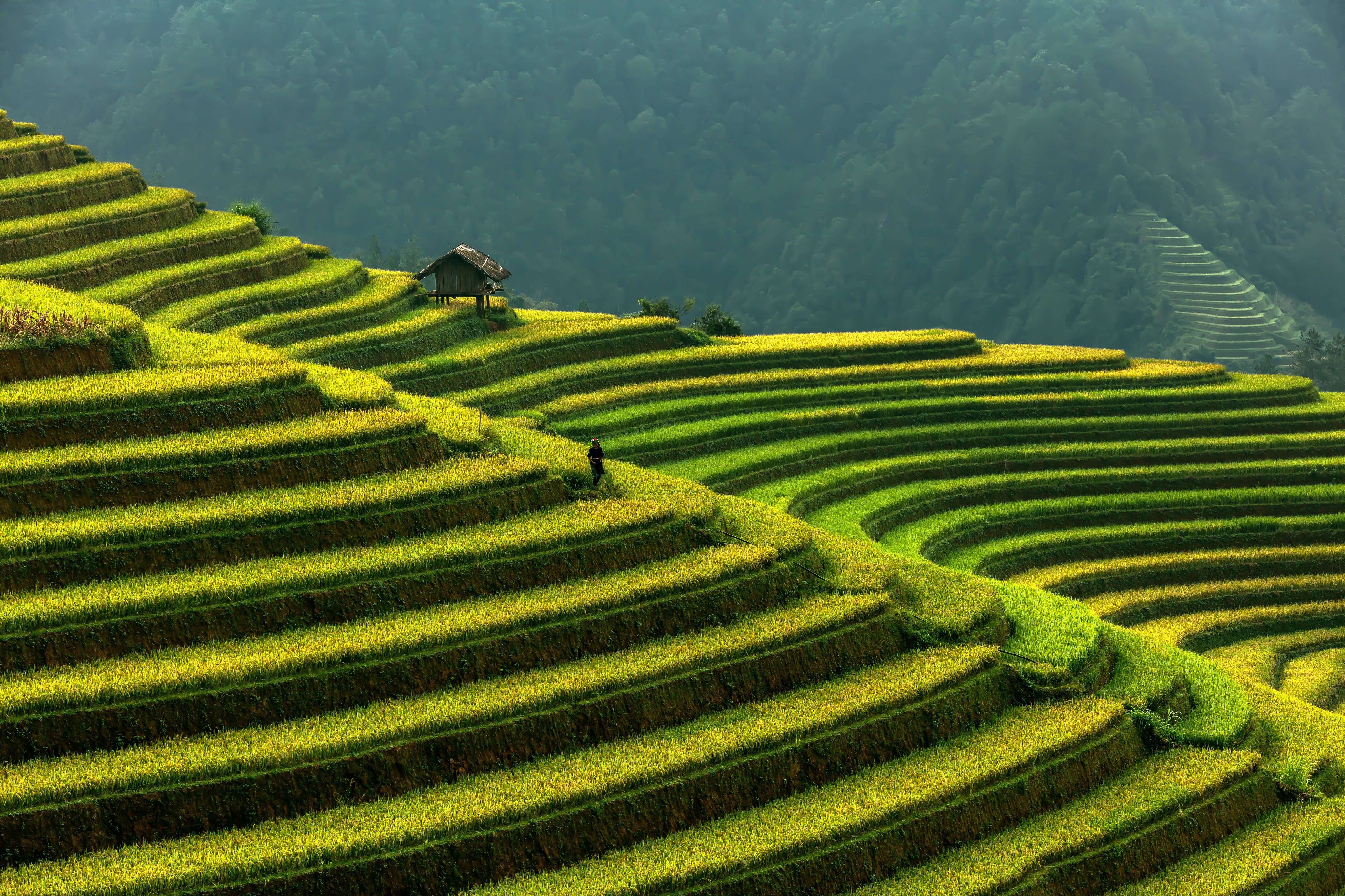 Rice Terrace New 4K Wallpapers