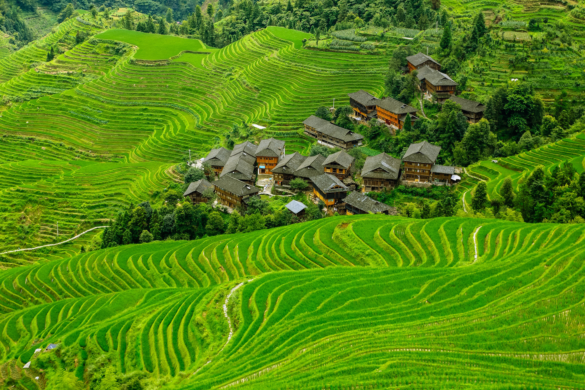 Rice Terrace New 4K Wallpapers