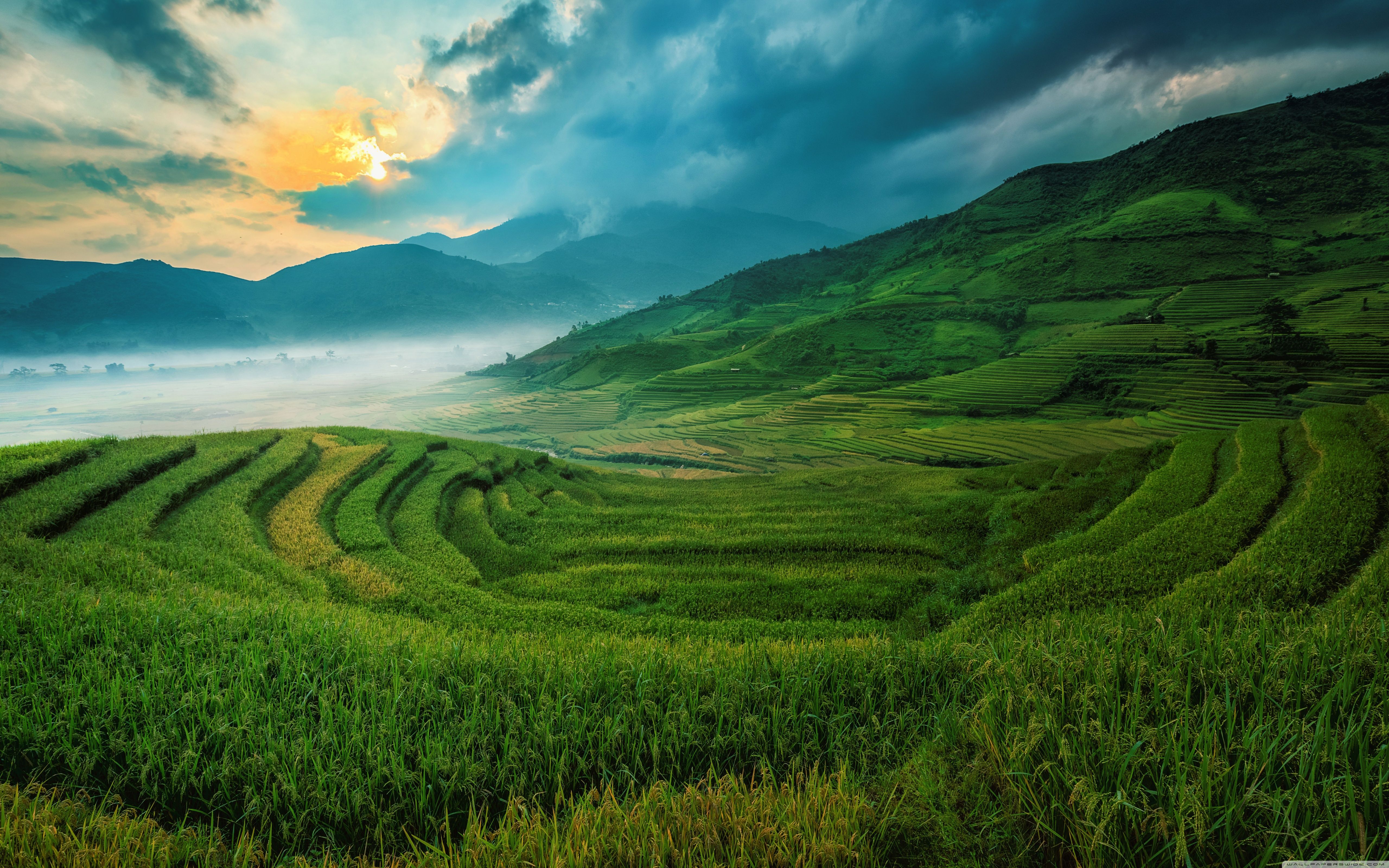 Rice Terrace New 4K Wallpapers