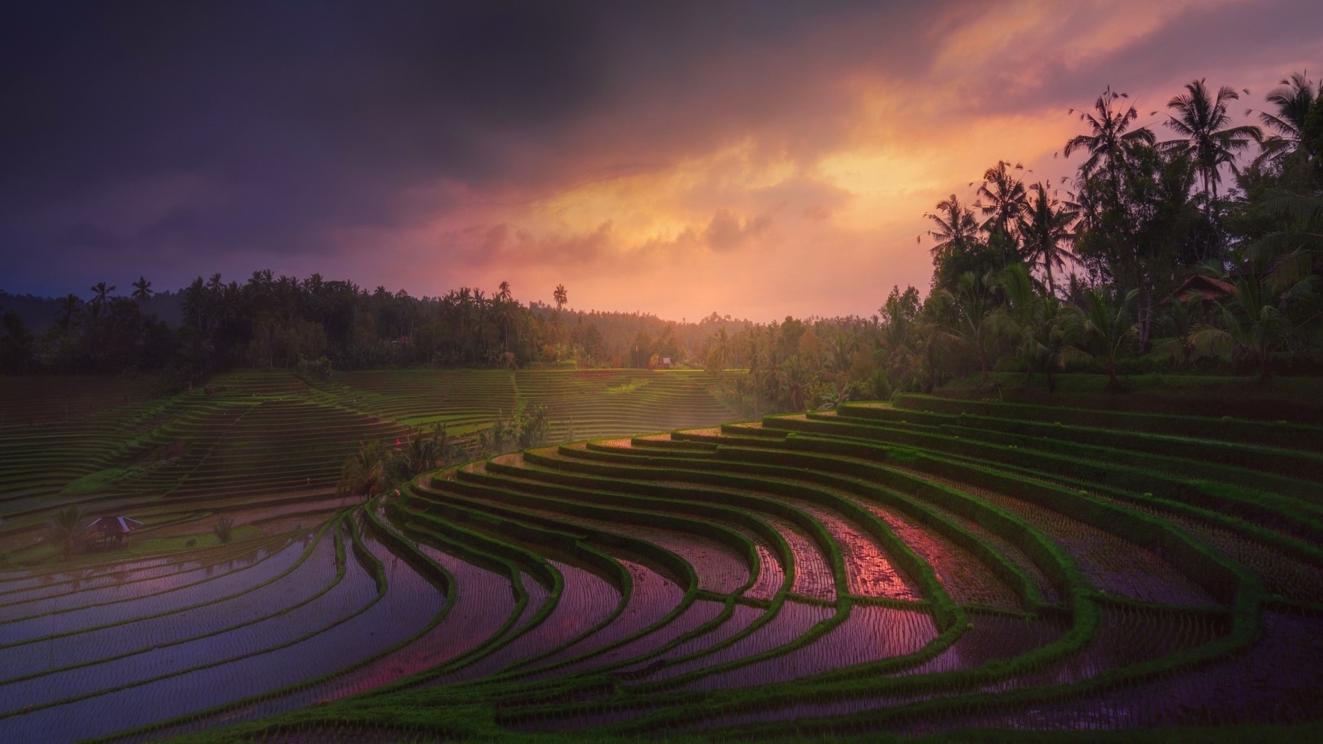 Rice Terrace New 4K Wallpapers