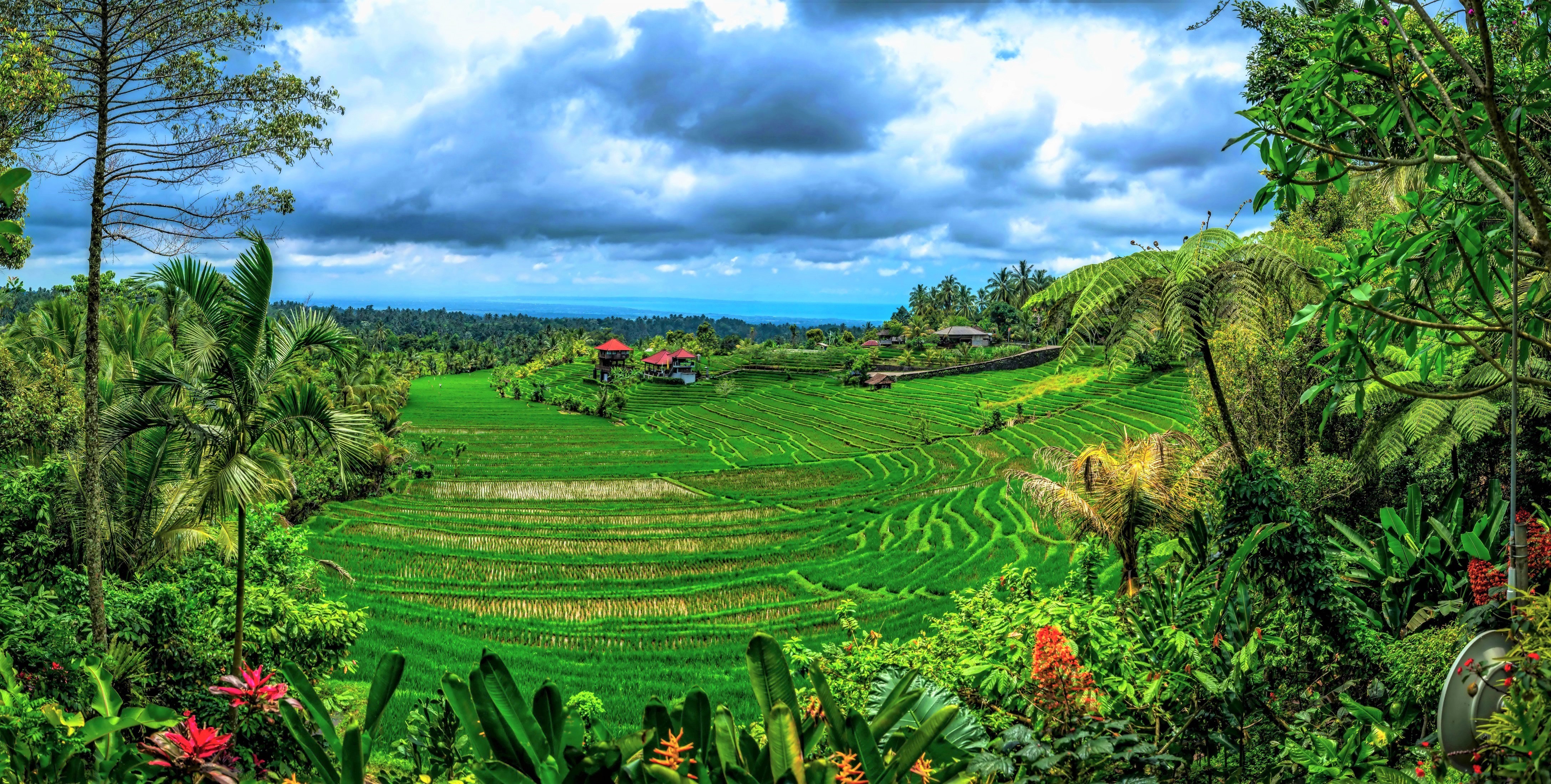 Rice Terrace New 4K Wallpapers