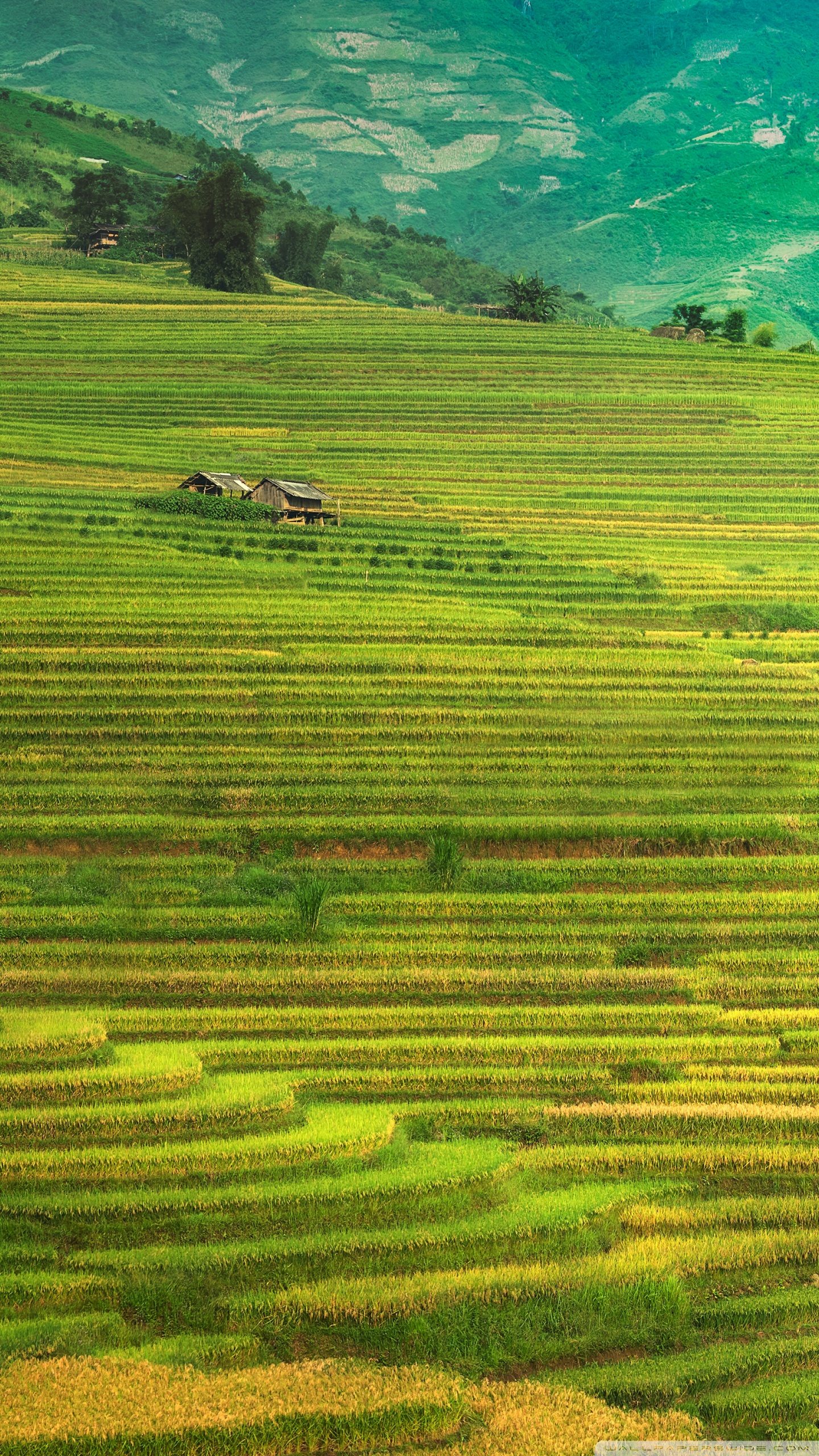 Rice Terrace New 4K Wallpapers