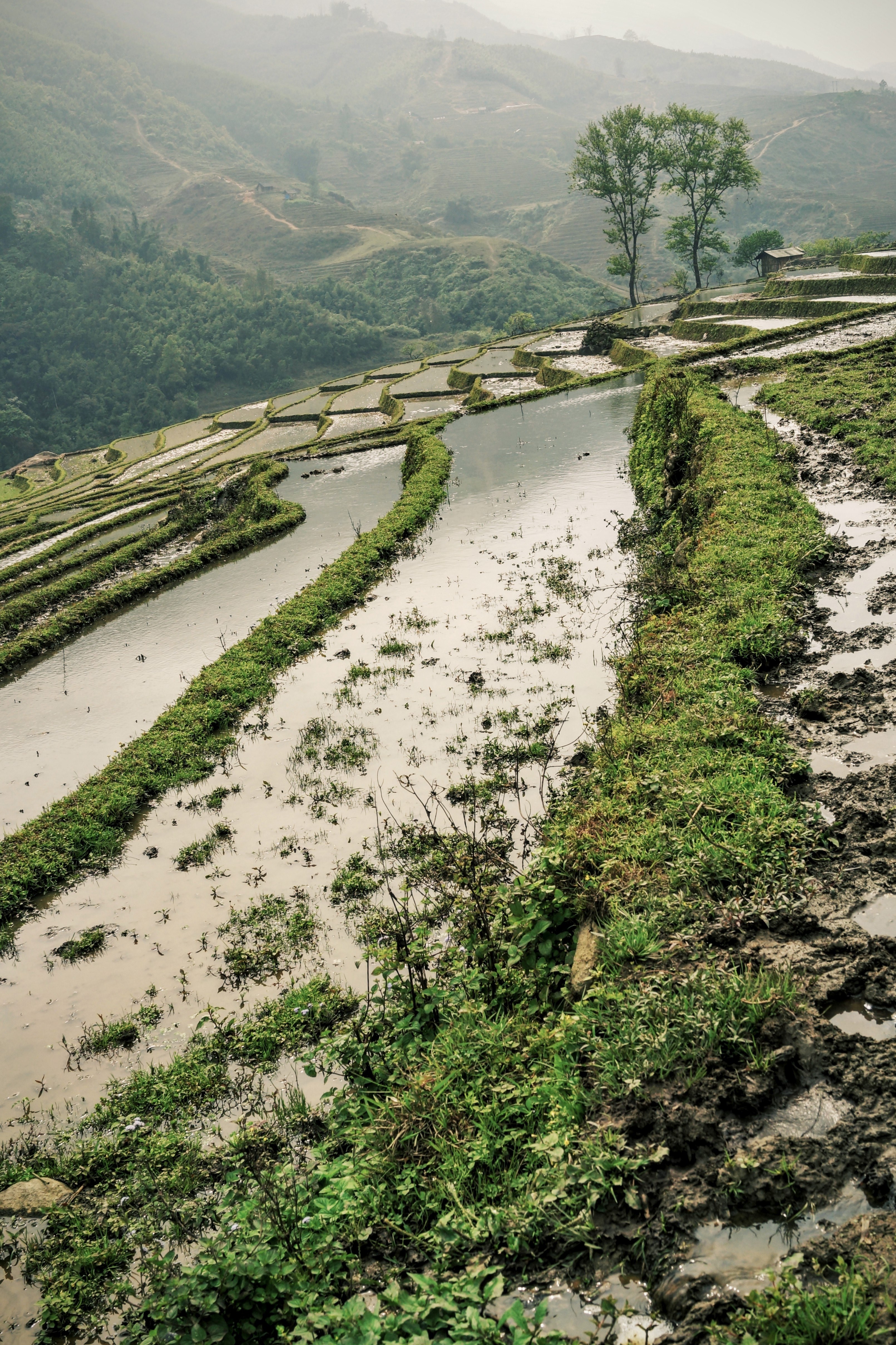 Rice Terrace New 4K Wallpapers