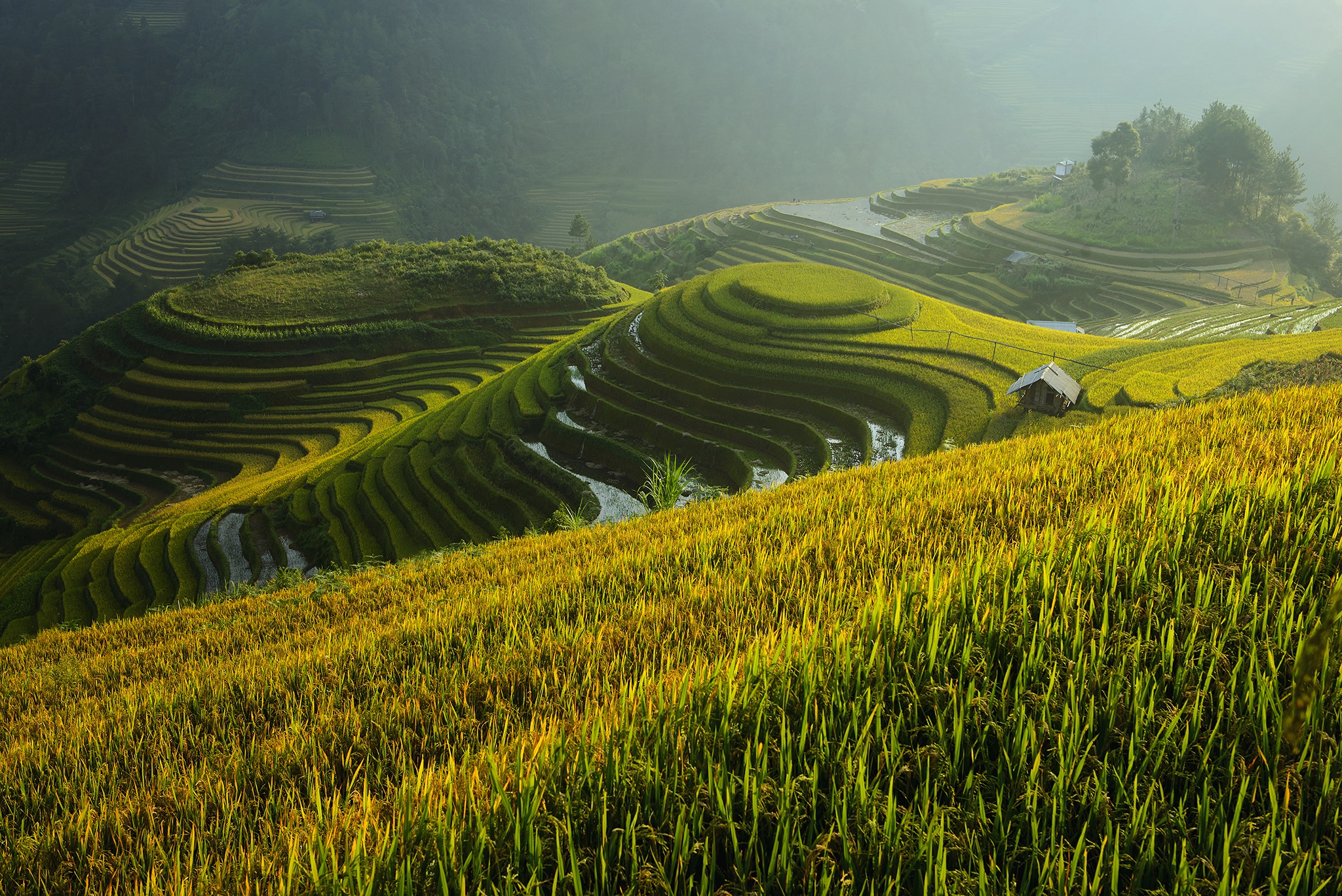 Rice Terrace New 4K Wallpapers