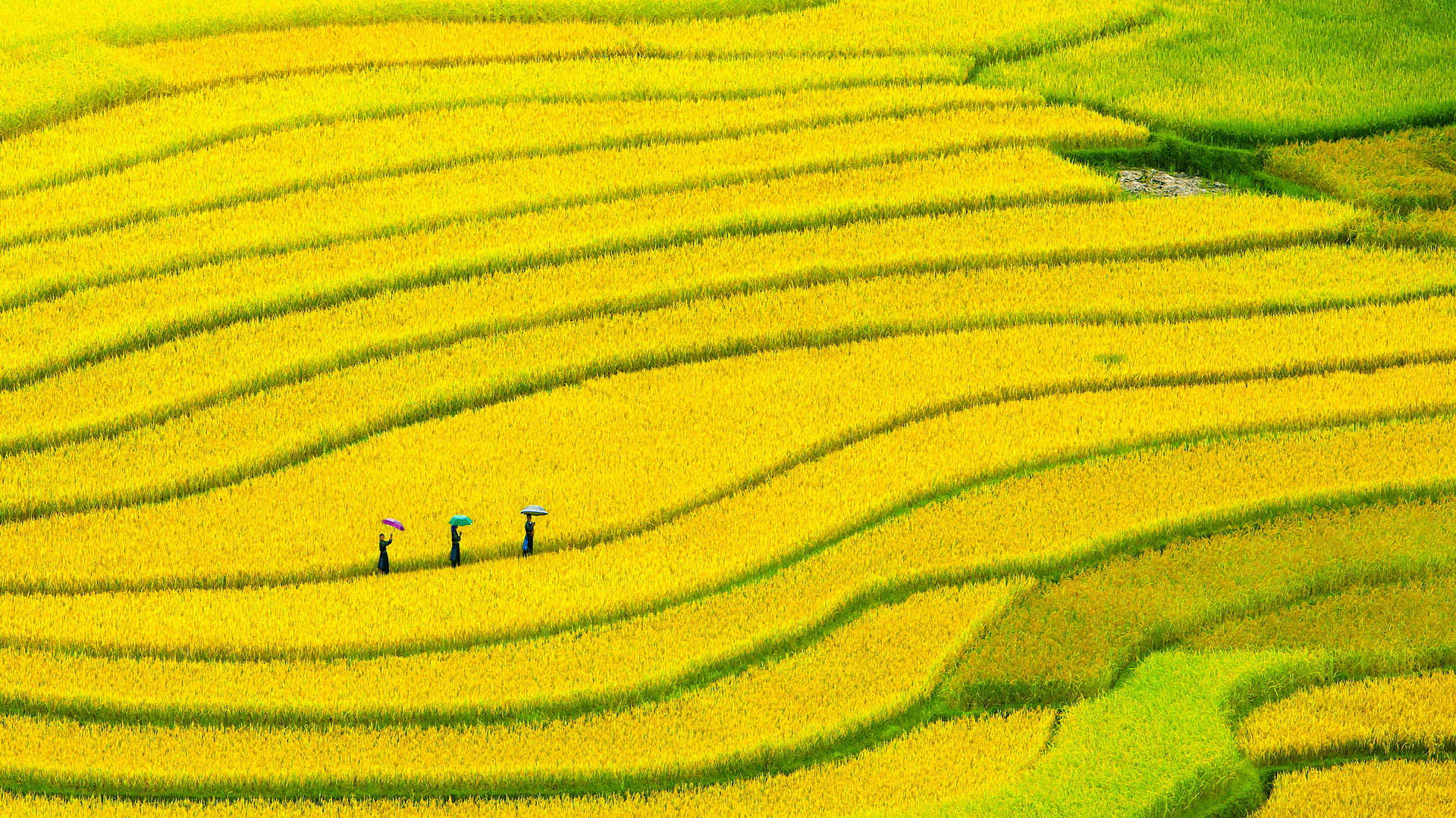 Rice Terrace New 4K Wallpapers