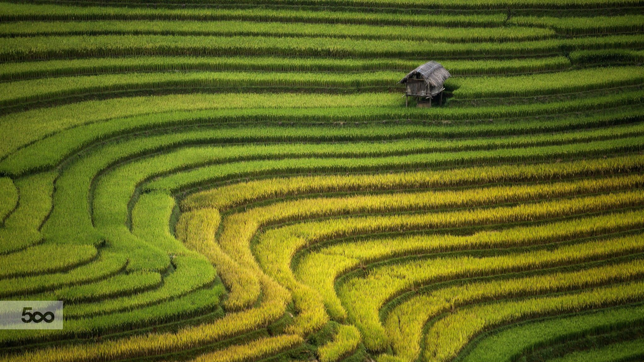 Rice Terrace New 4K Wallpapers