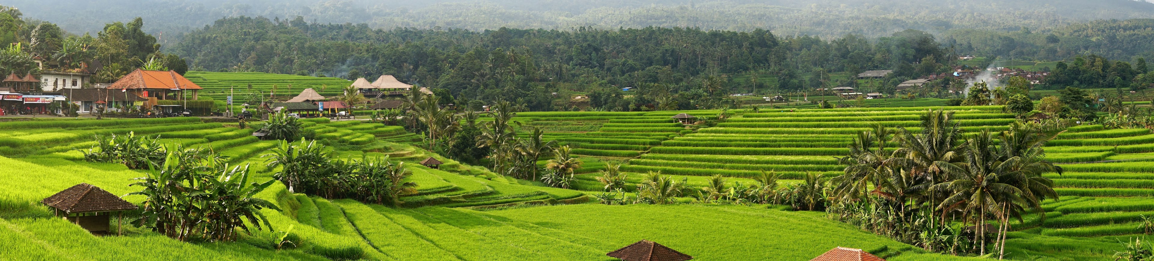 Rice Terrace New 4K Wallpapers