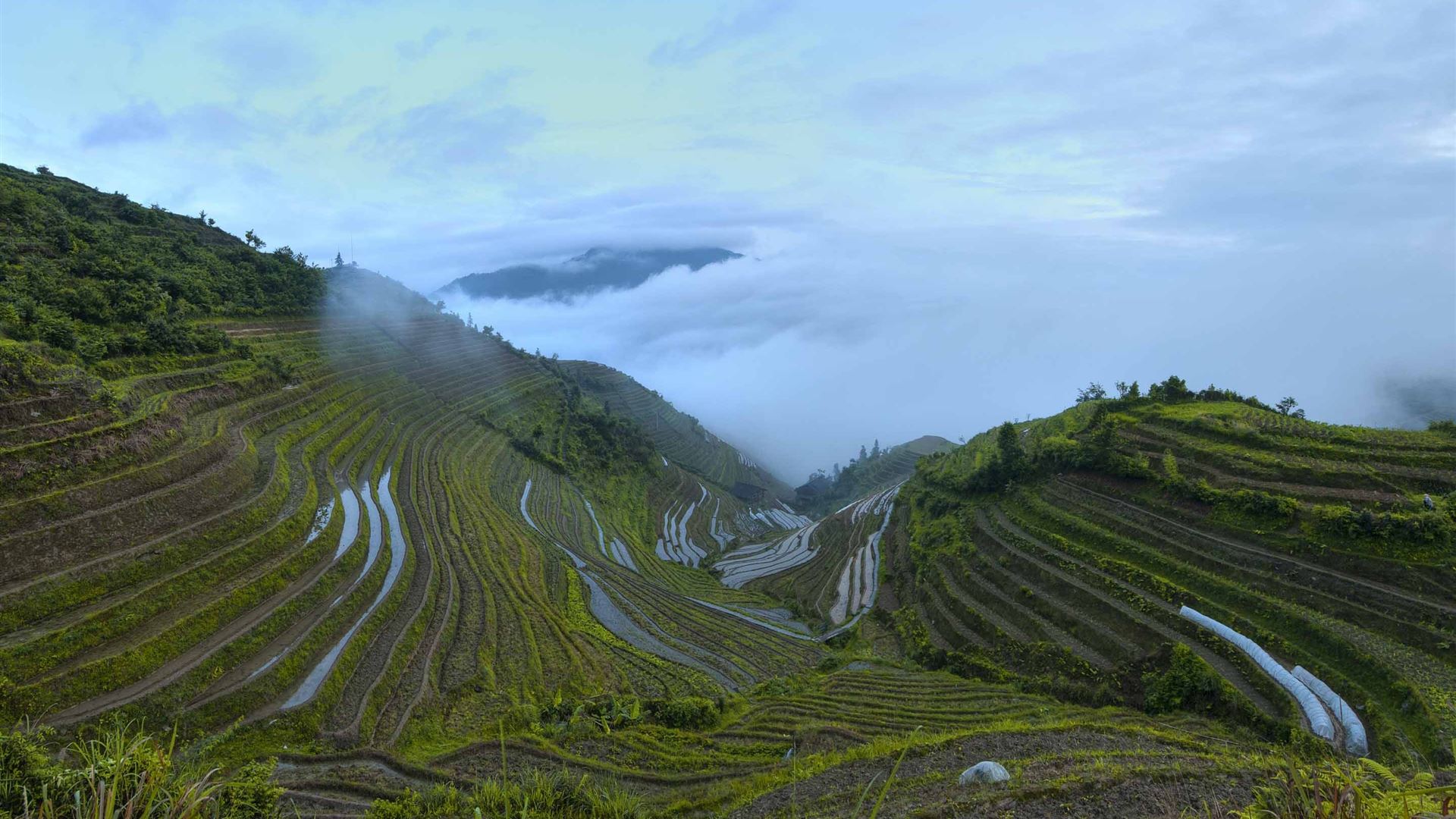 Rice Terrace New 4K Wallpapers