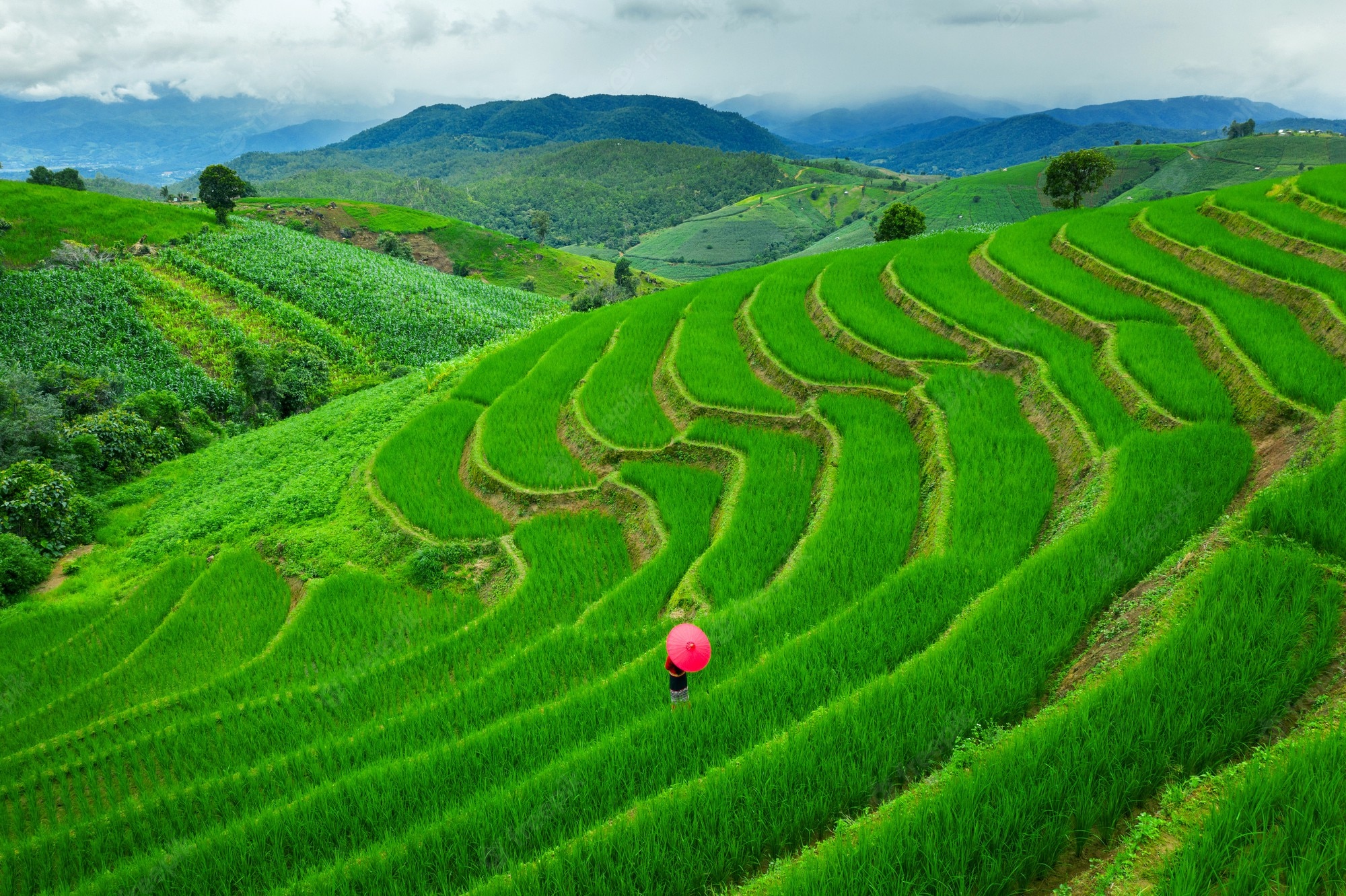 Rice Terrace New 4K Wallpapers