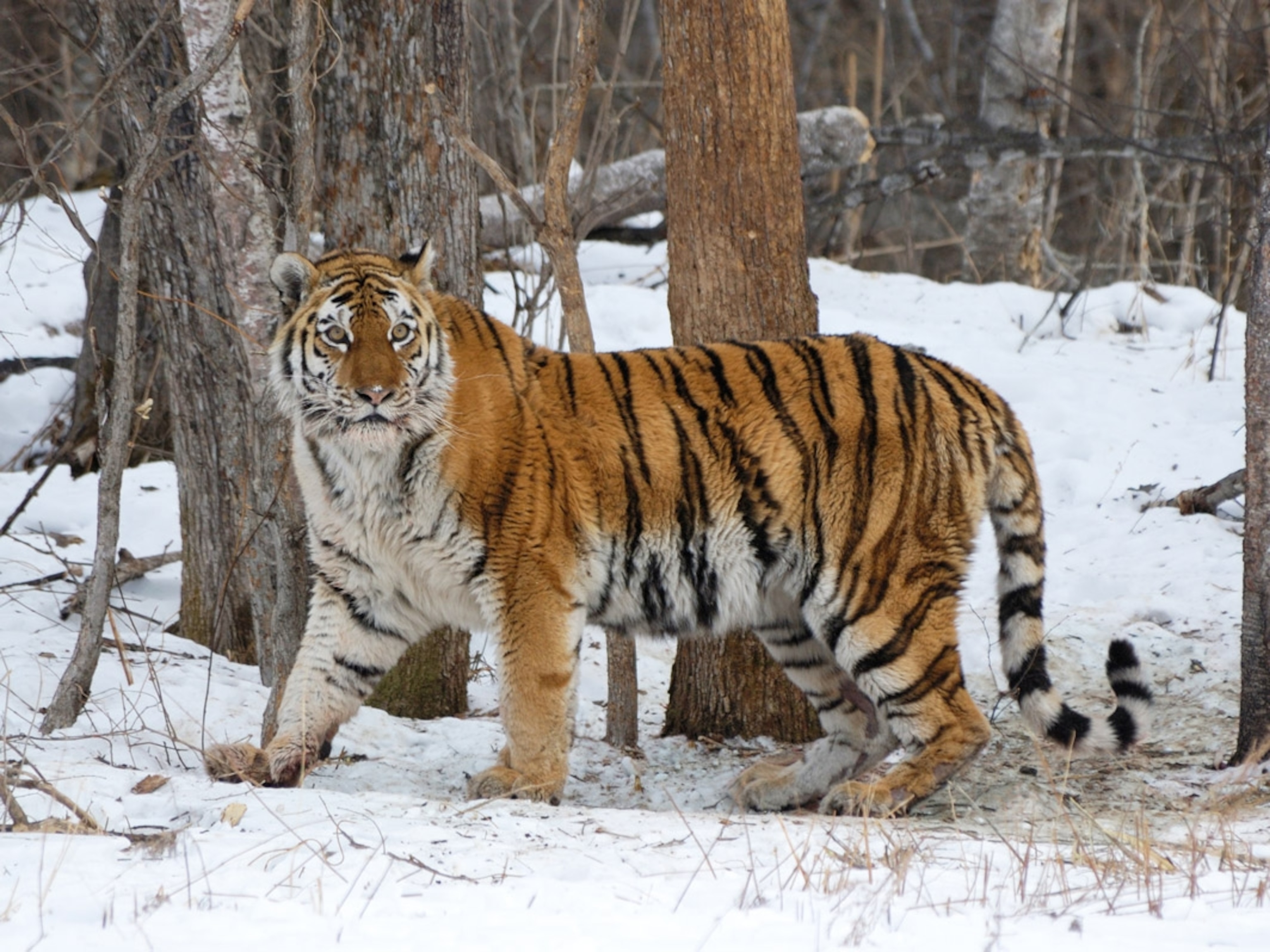 Russian Women With Tiger Illustration Wallpapers