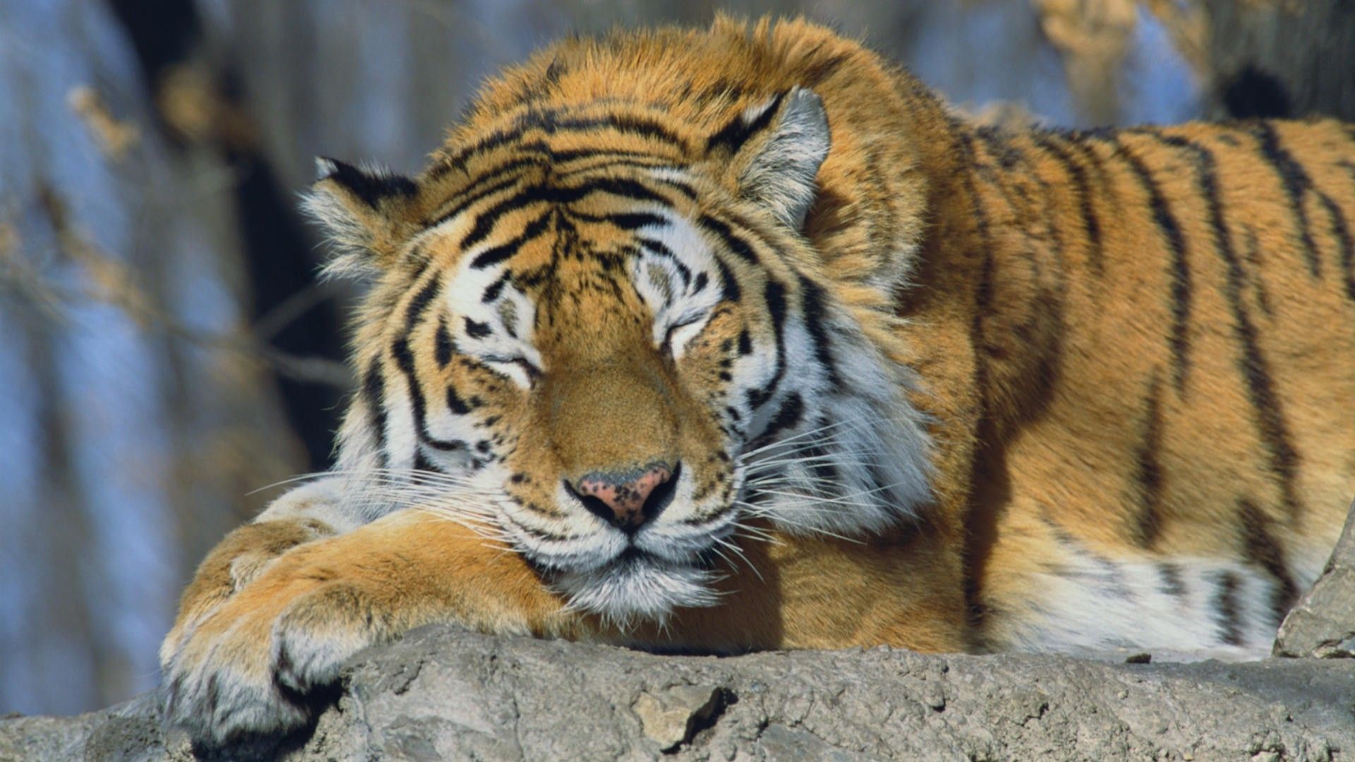 Russian Women With Tiger Illustration Wallpapers