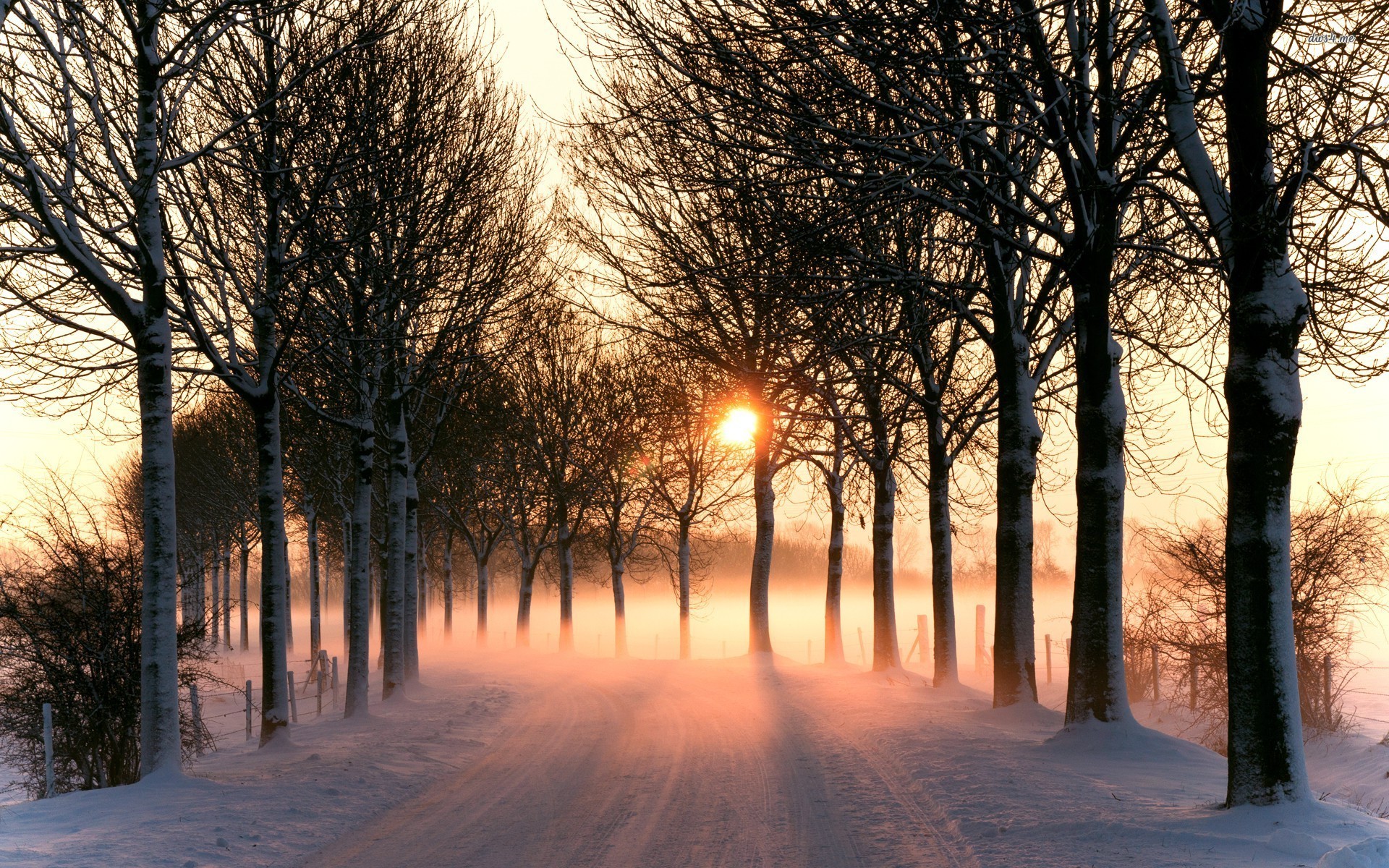 Sunrise Winter Forest Art Wallpapers