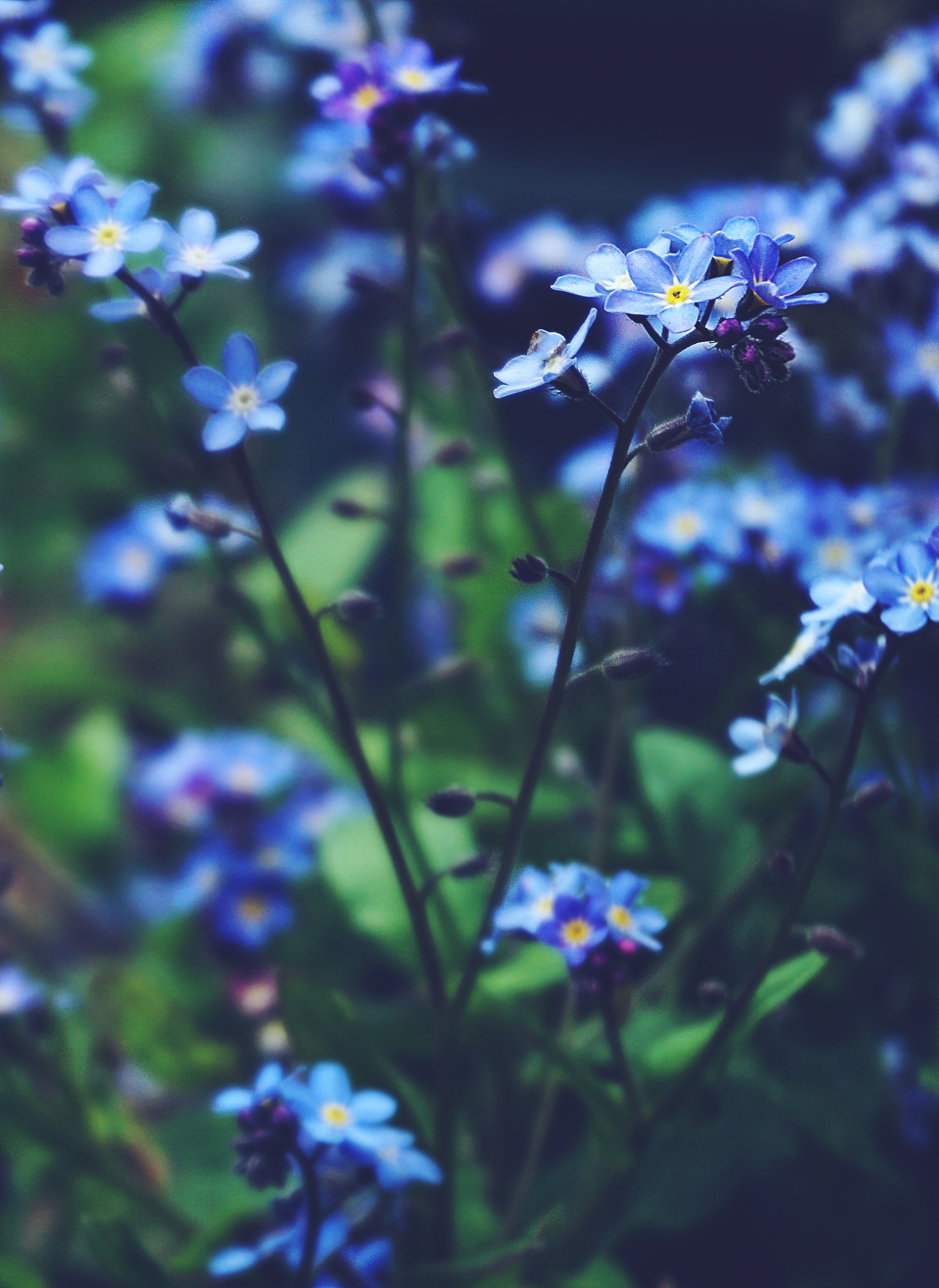 The Blue Flower Wallpapers