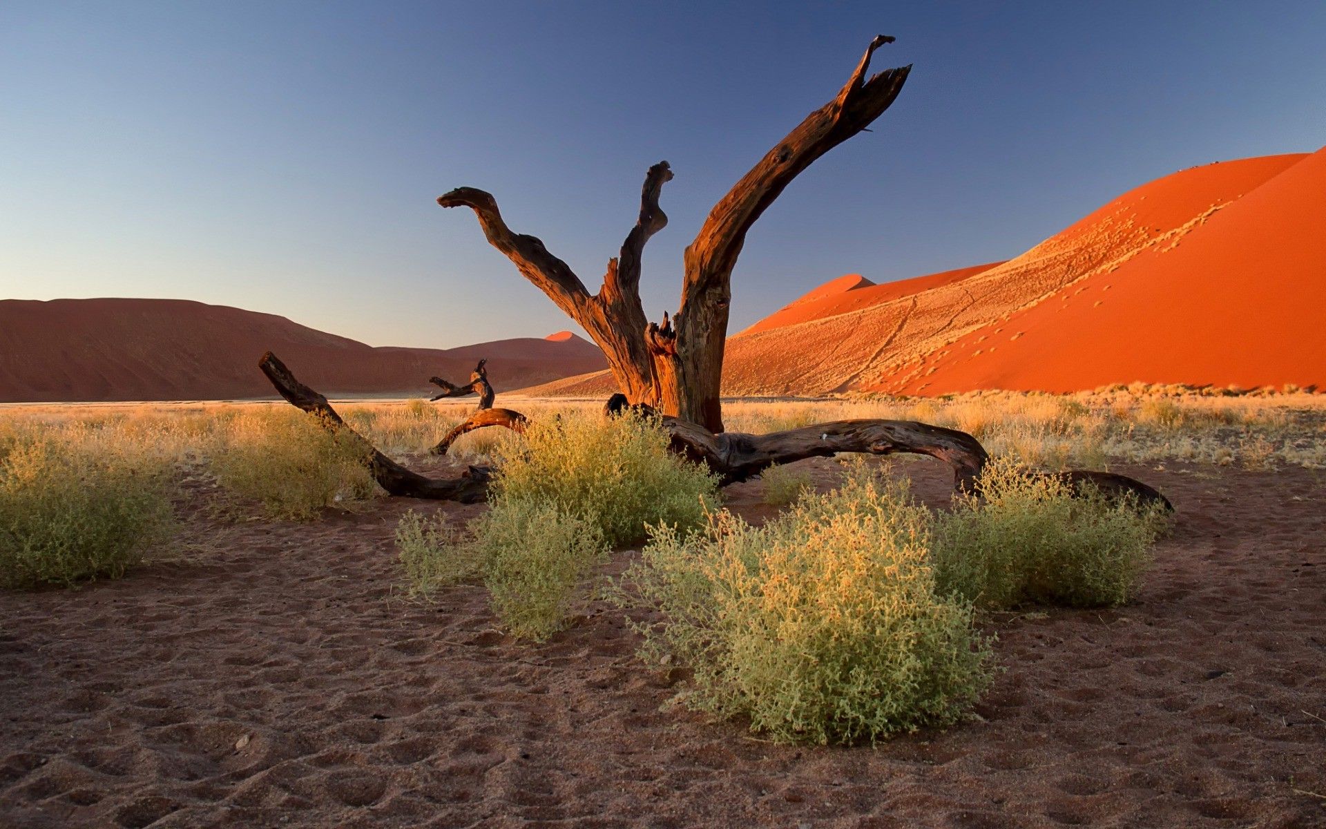 The Tree In Dune Wallpapers