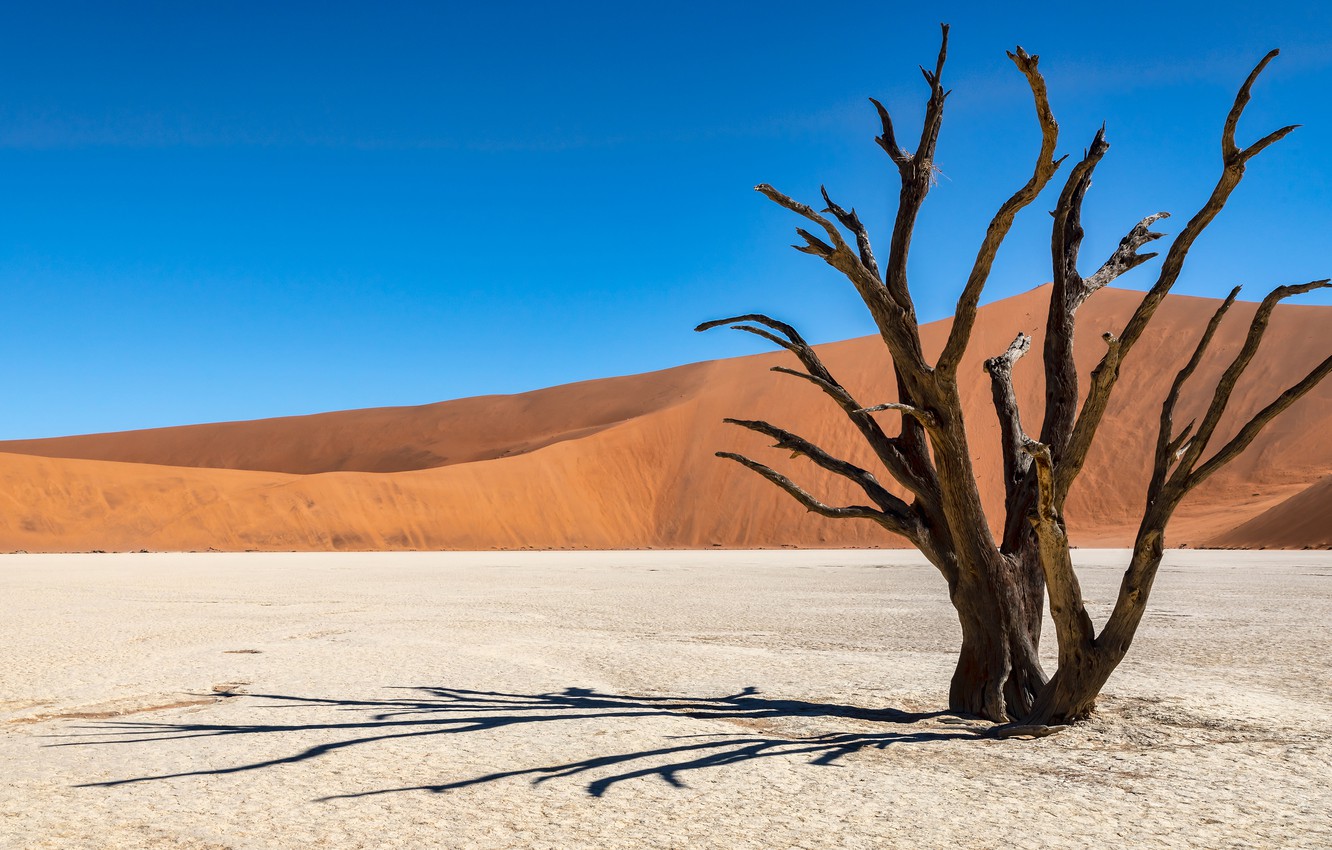 The Tree In Dune Wallpapers