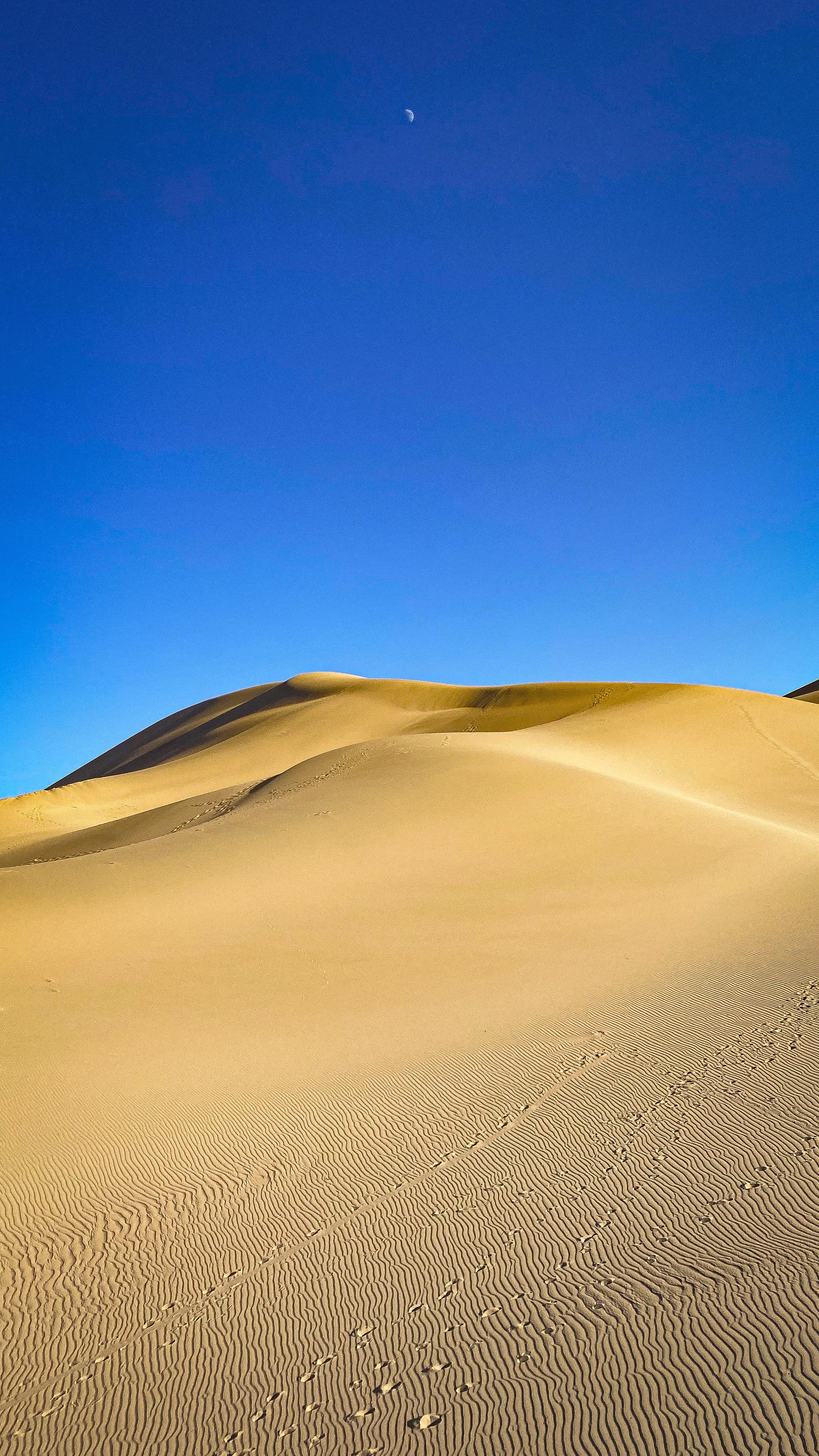 The Tree In Dune Wallpapers