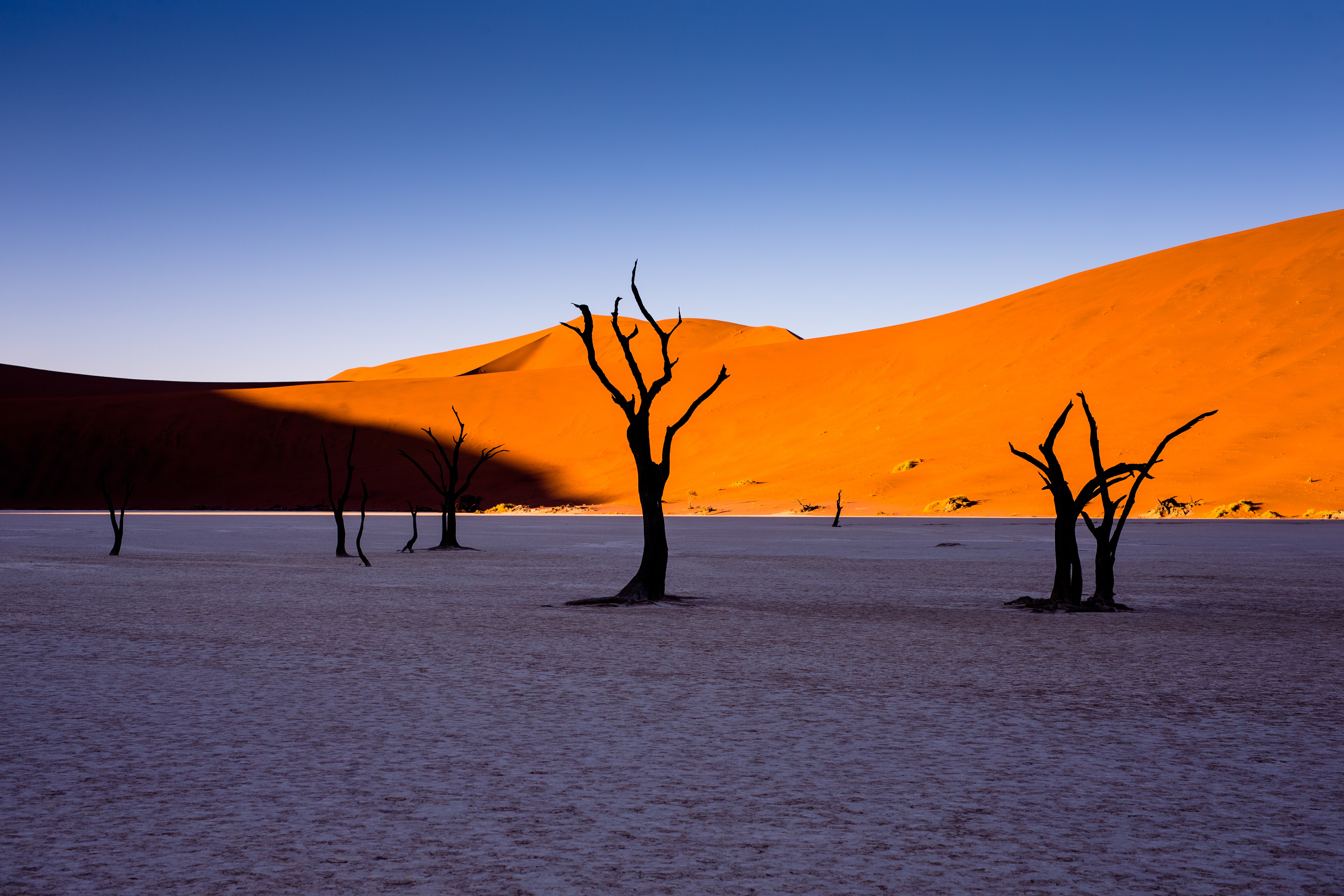 The Tree In Dune Wallpapers