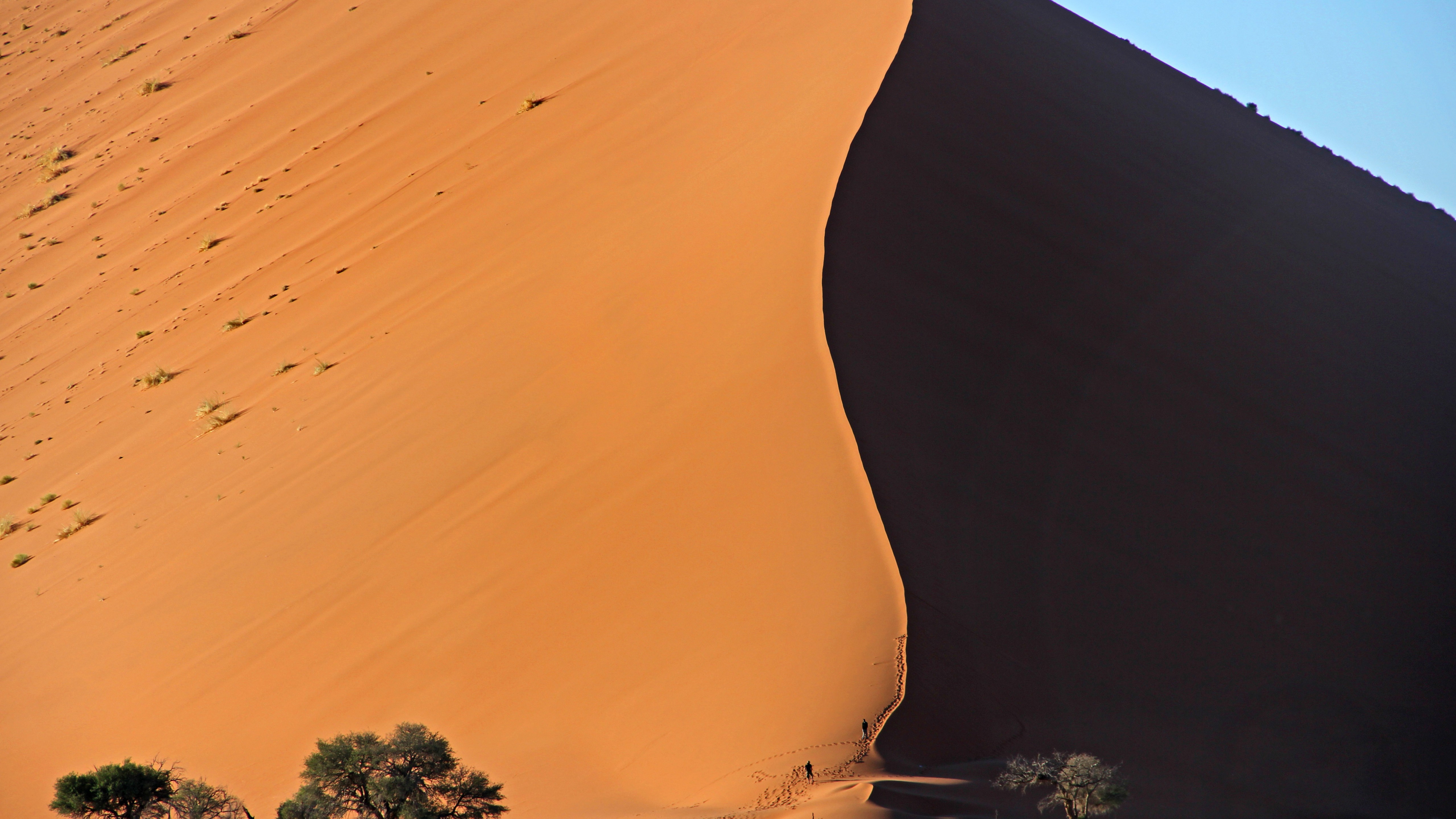 The Tree In Dune Wallpapers