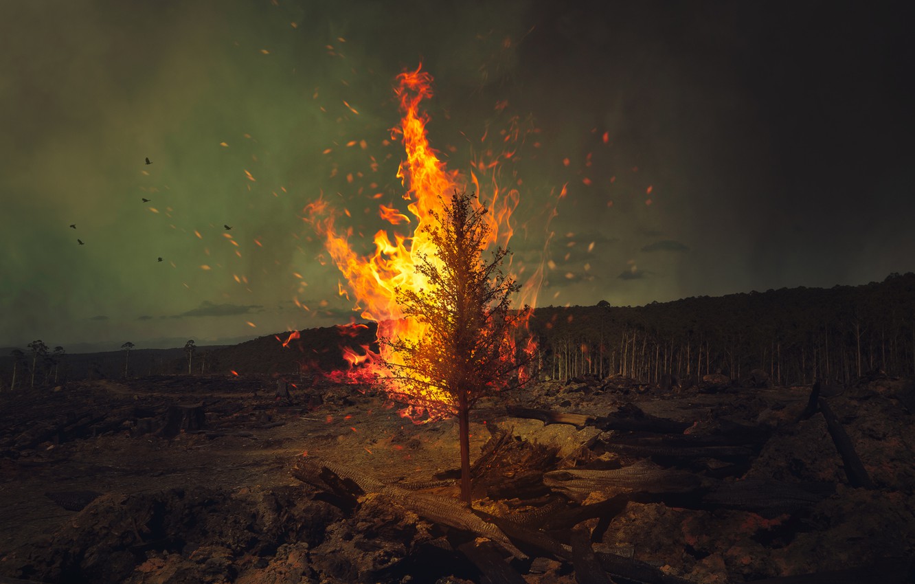 Tree On Fire Wallpapers