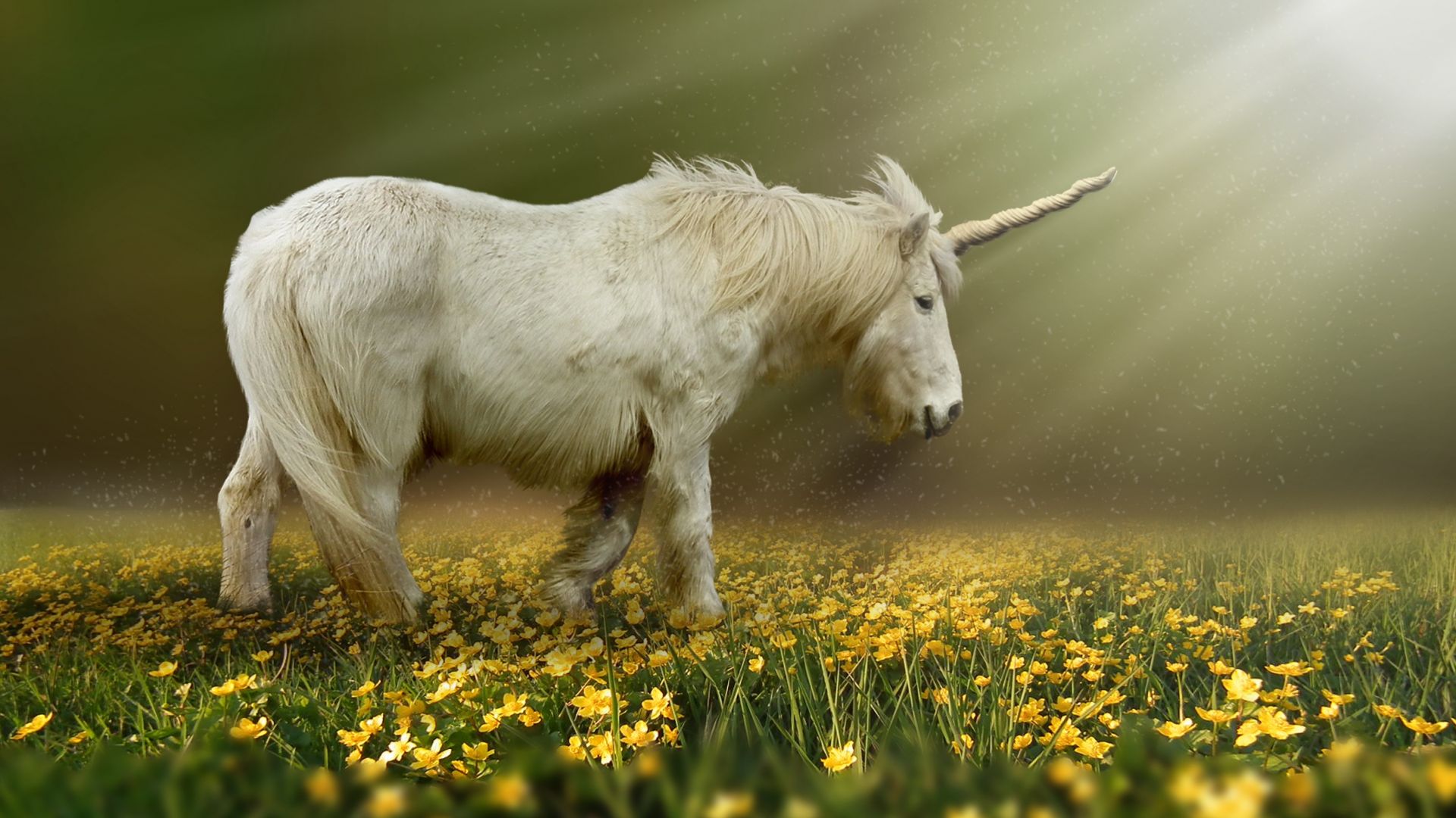 Unicorn In Field Wallpapers