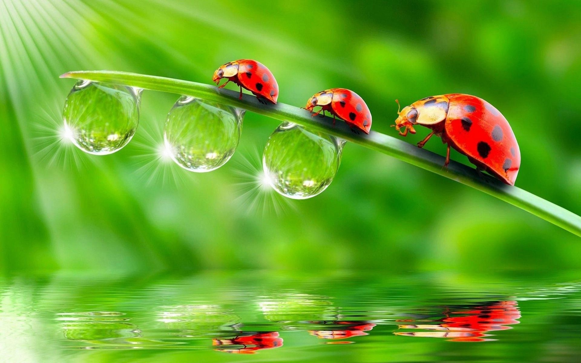 Water Droplet Reflection Wallpapers