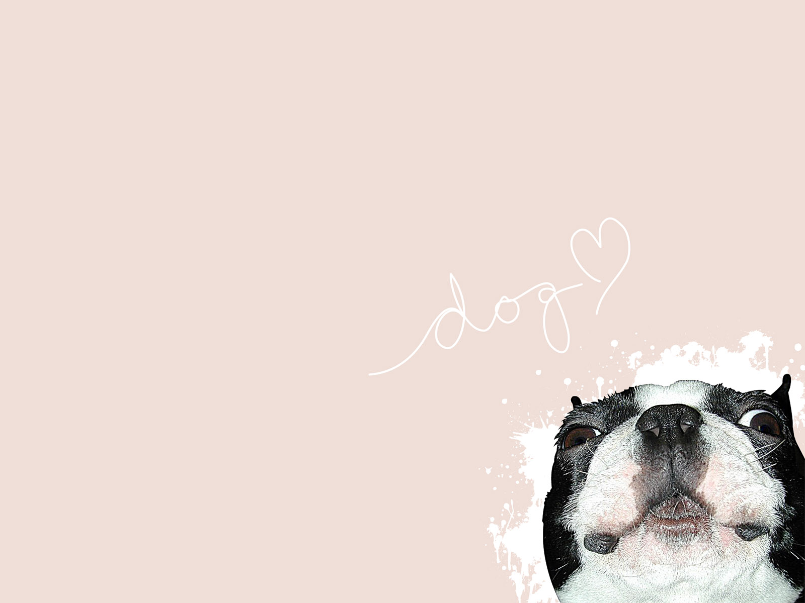 Dog Minimalism Wallpapers