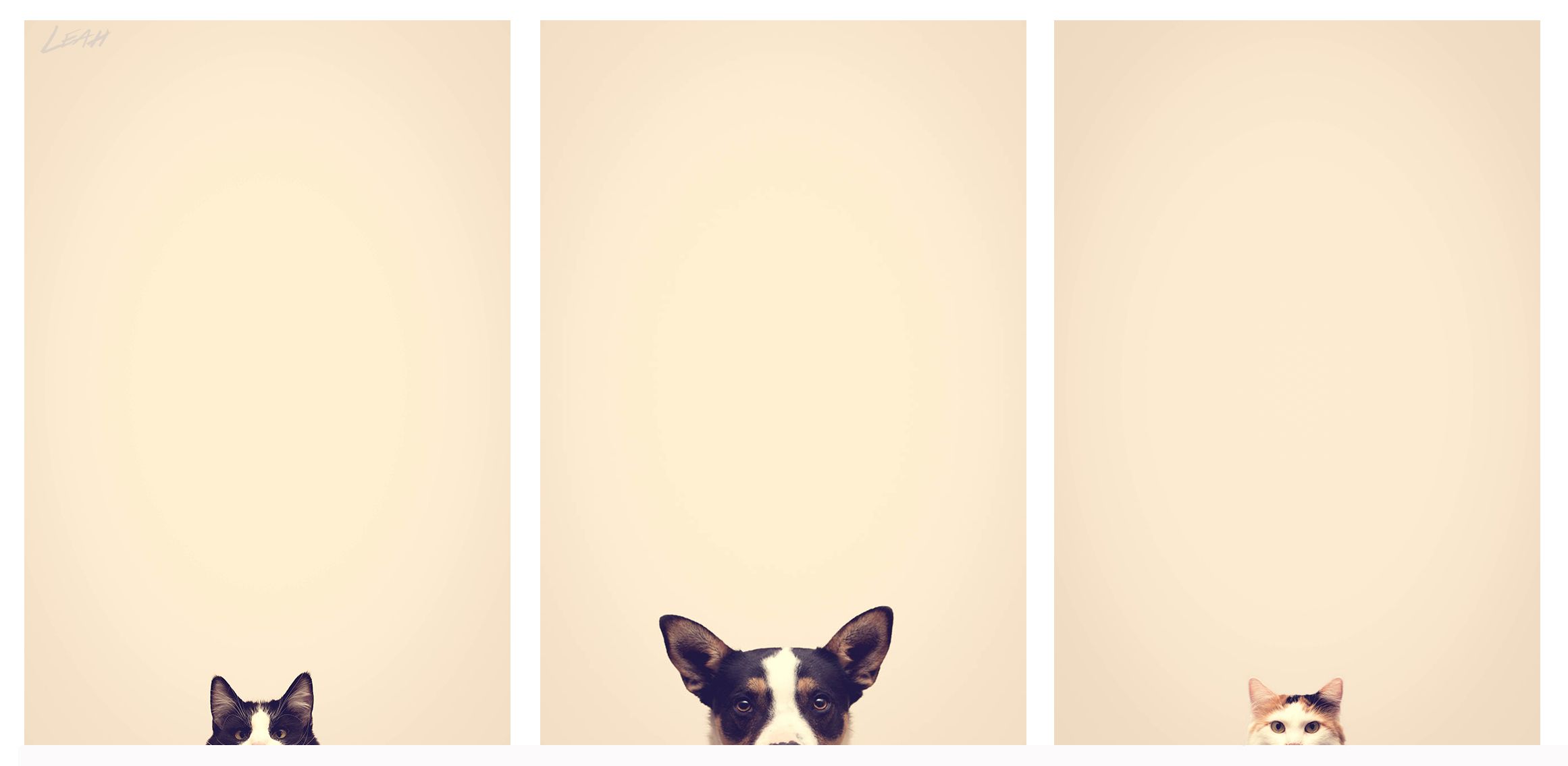 Dog Minimalism Wallpapers