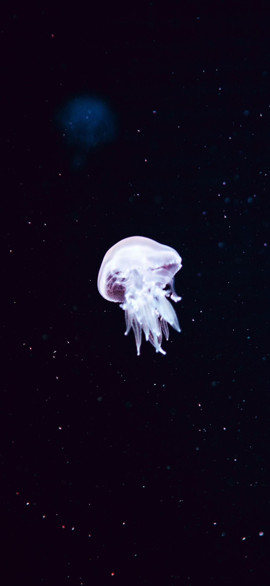 Jellyfish Minimal Art Wallpapers