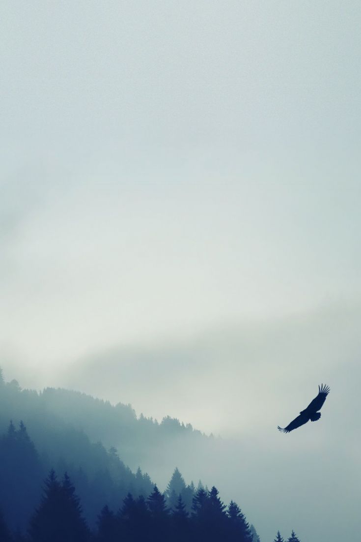 Minimalism Birds Mountains Trees Forest Wallpapers