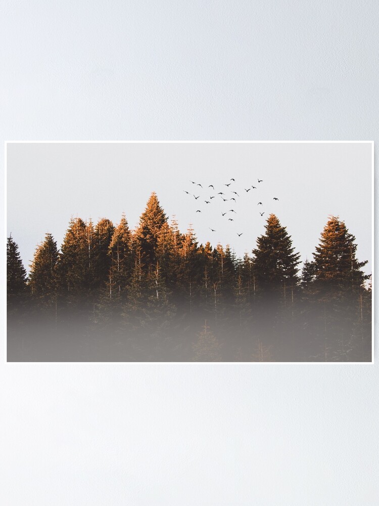 Minimalism Birds Mountains Trees Forest Wallpapers