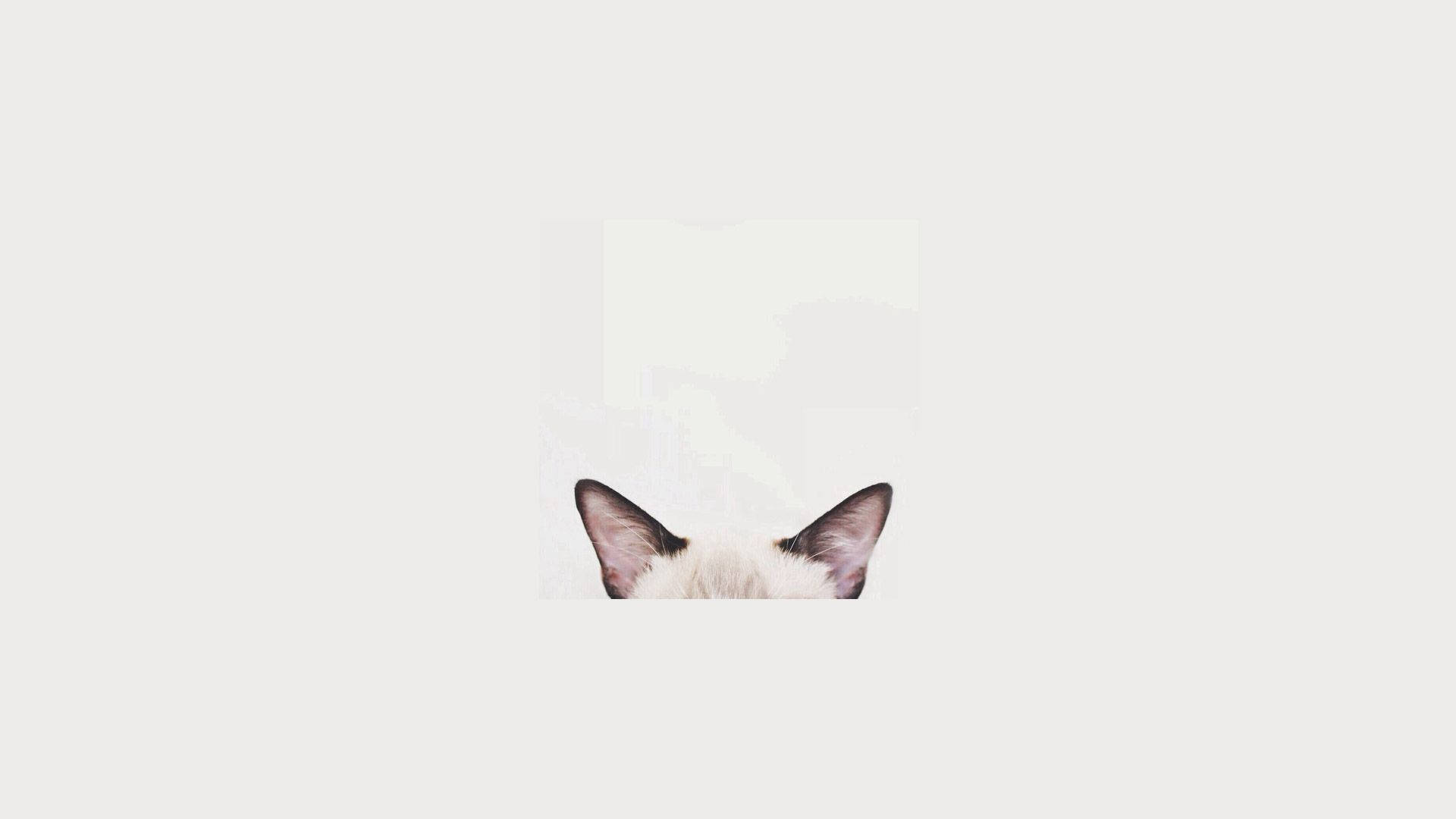 Minimalist Cat Wallpapers