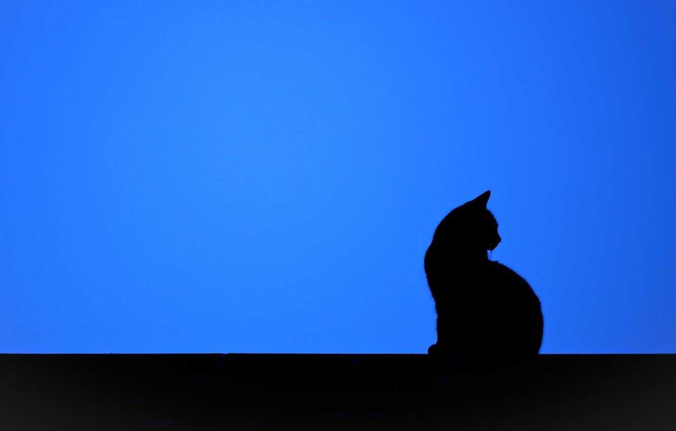 Minimalist Cat Desktop Wallpapers