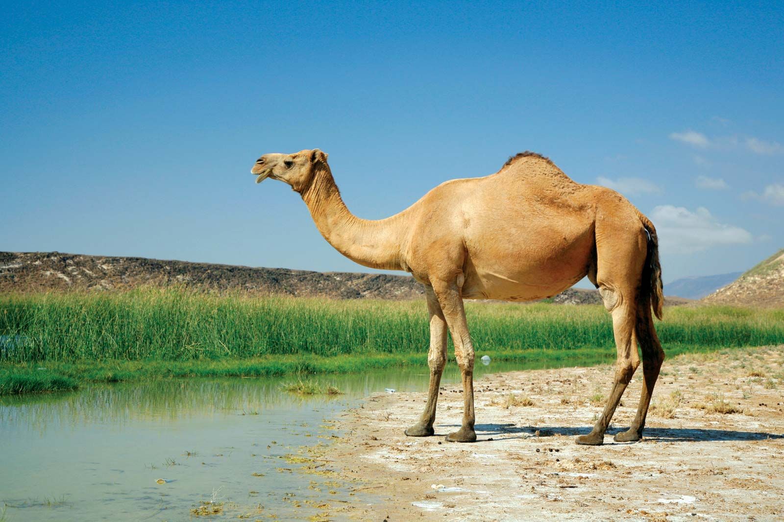 Minimalist Desert Night Camel Walking Wallpapers