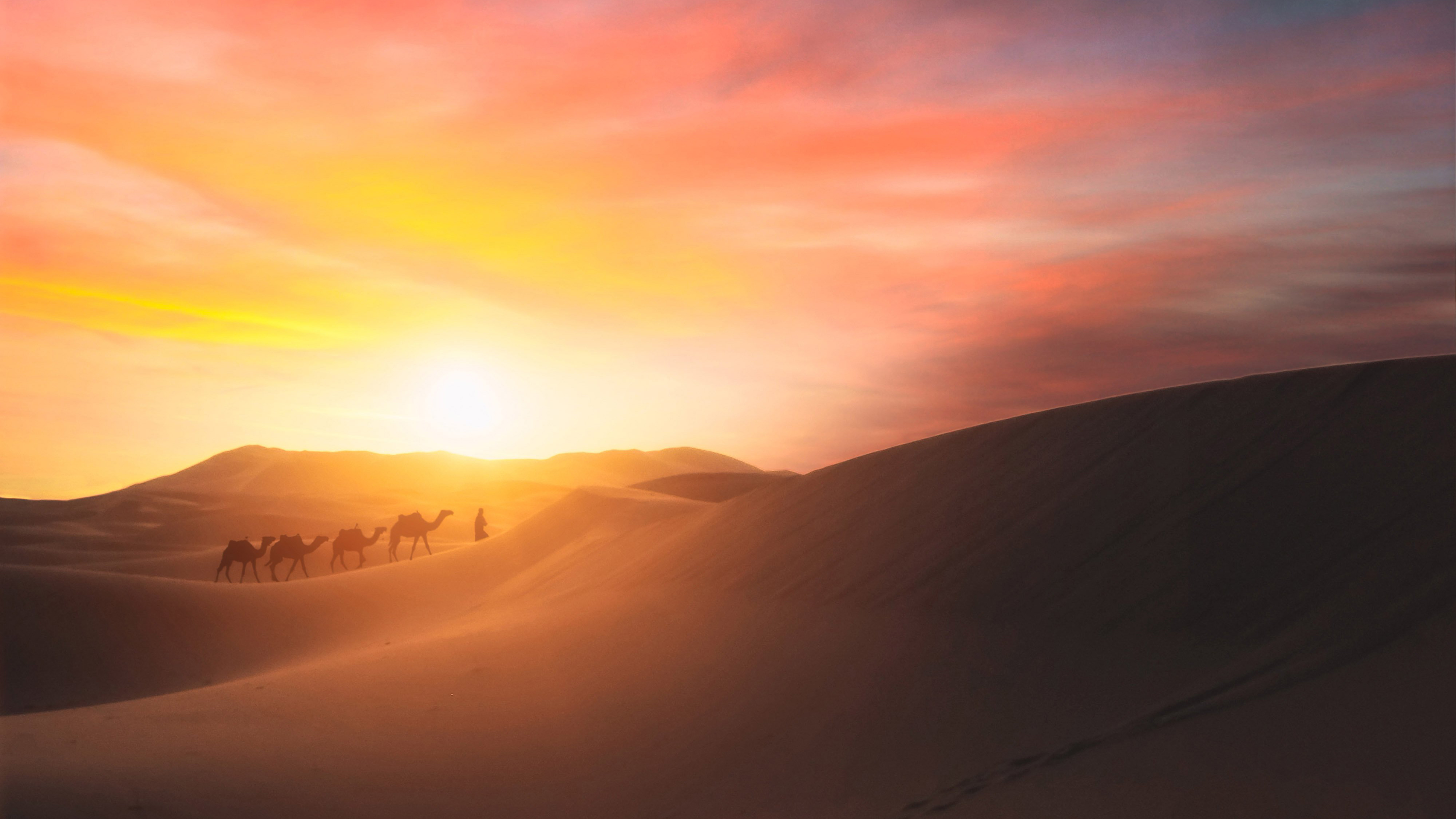 Minimalist Desert Night Camel Walking Wallpapers