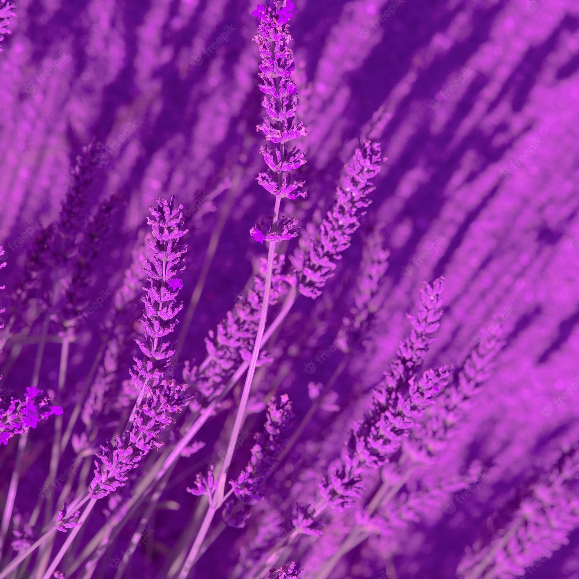 Minimalist Lavender Flowers Wallpapers