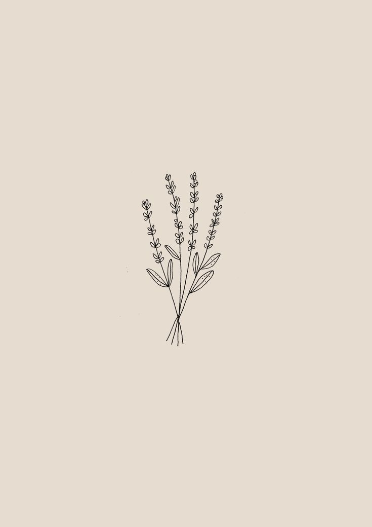 Minimalist Lavender Flowers Wallpapers