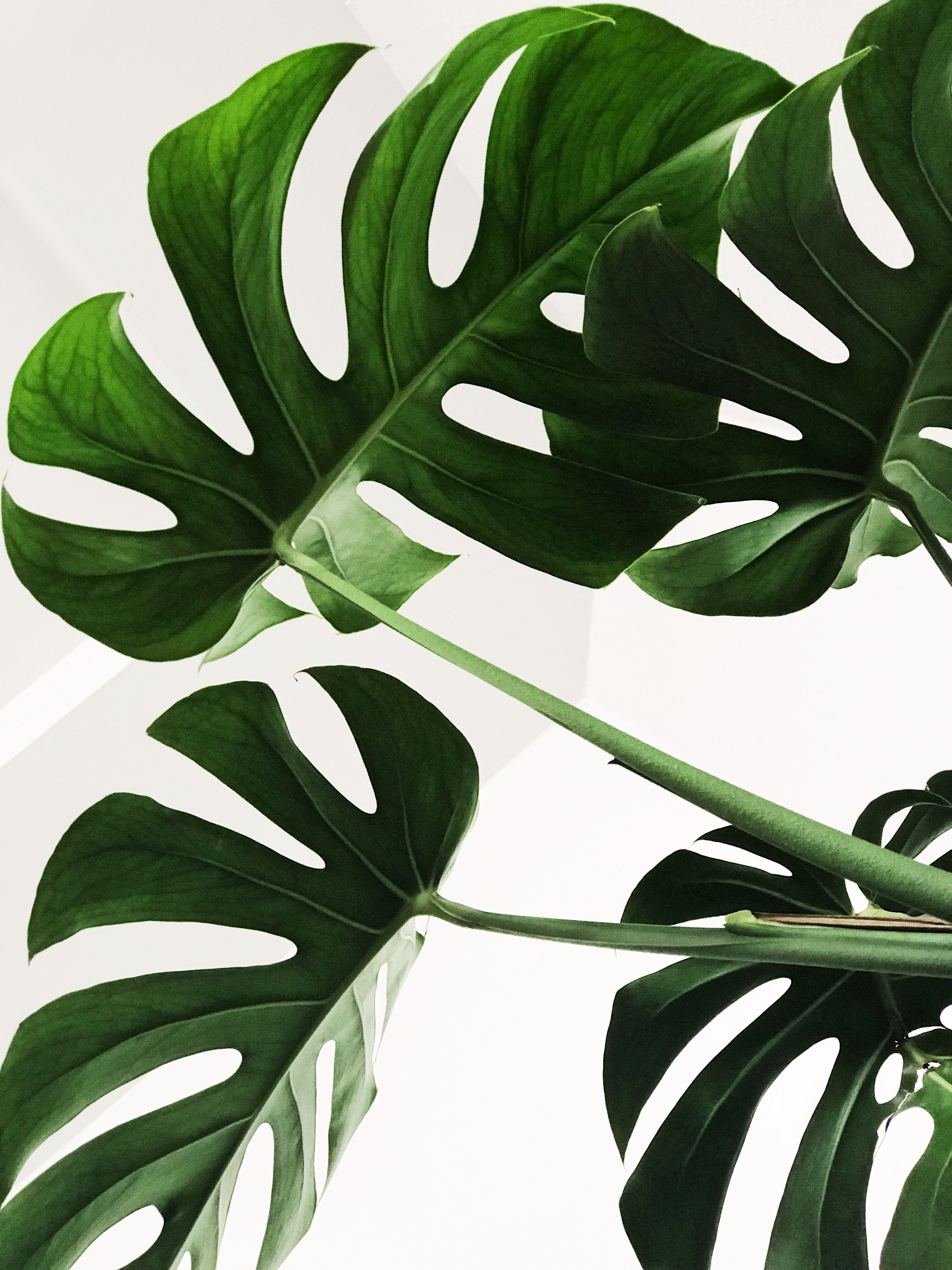 Minimalist Plant Wallpapers