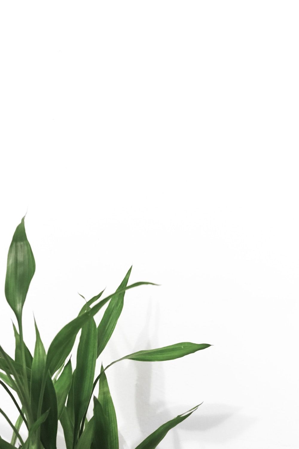 Minimalist Plant Wallpapers