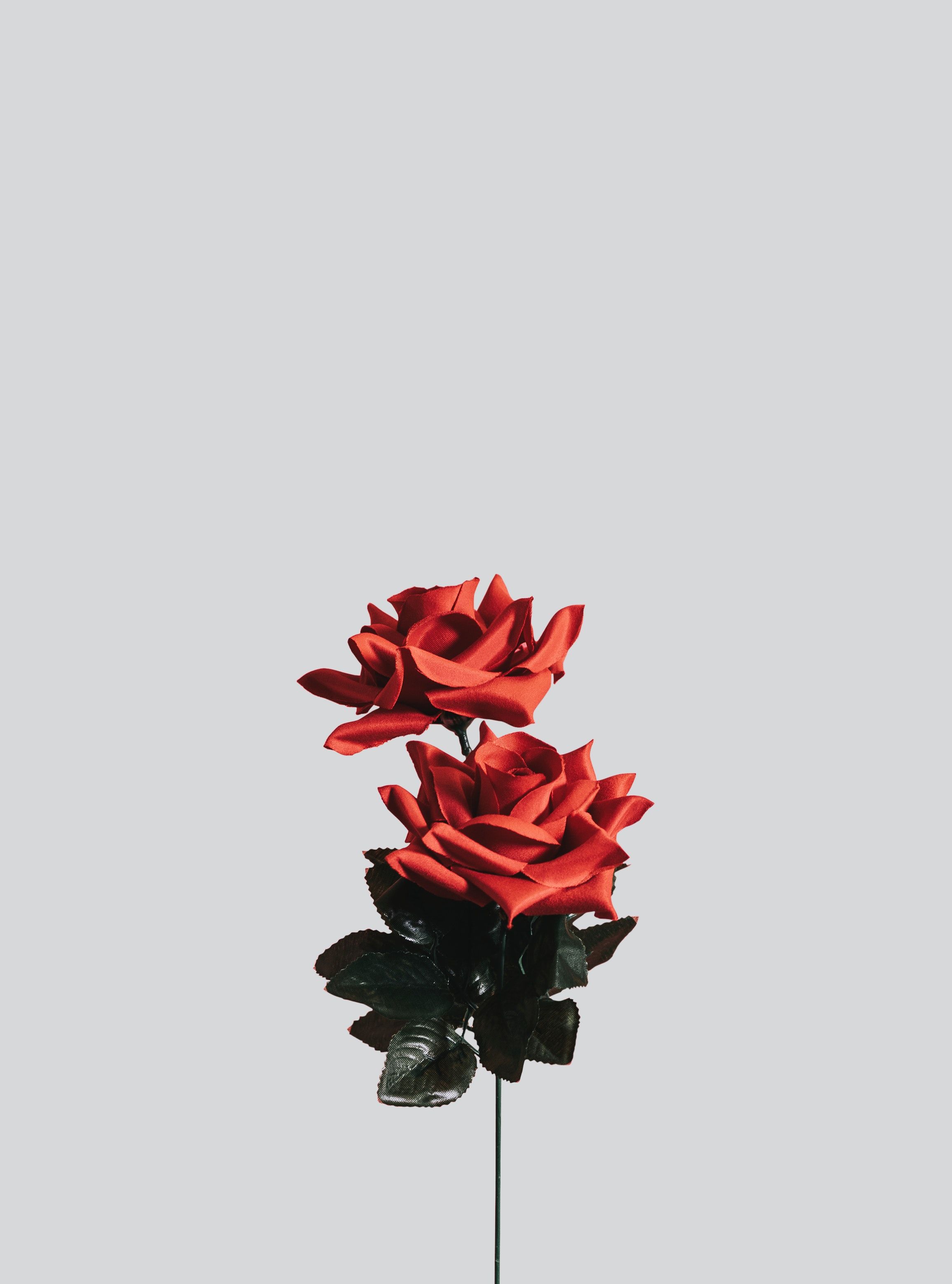 Minimalist Rose Wallpapers