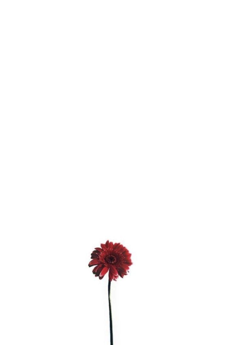 Minimalist Rose Wallpapers